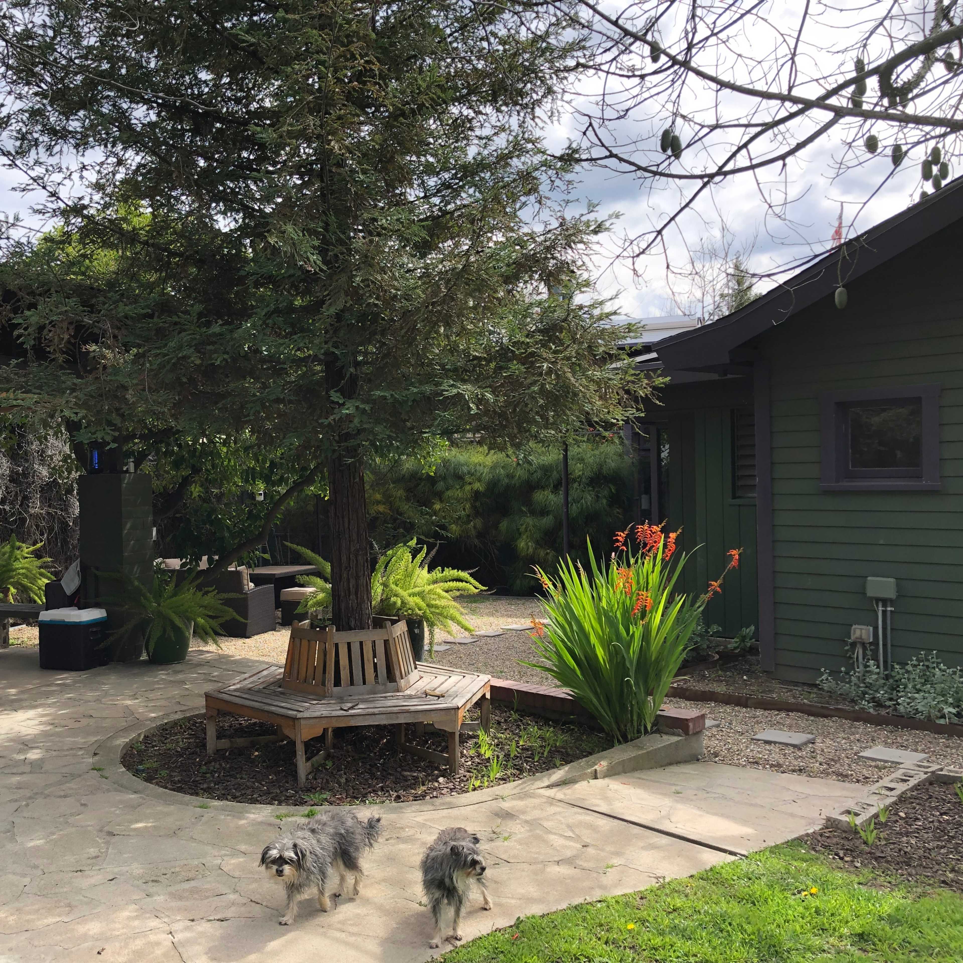 A backyard scene with a wooden bench under a large tree, surrounded by plants and two small dogs walking on a stone path.