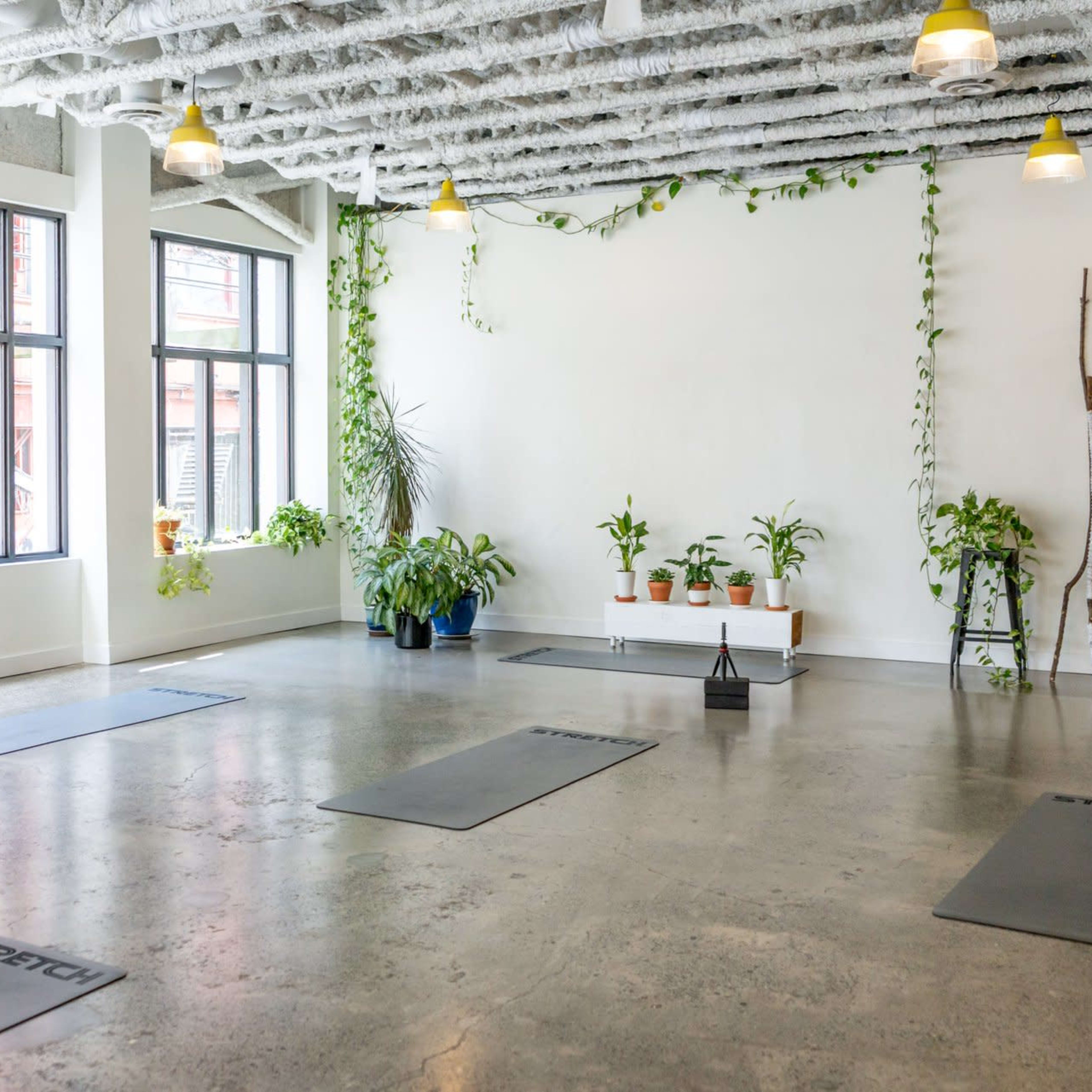 A bright, spacious yoga studio with several yoga mats arranged on a polished concrete floor and plants placed near the windows.