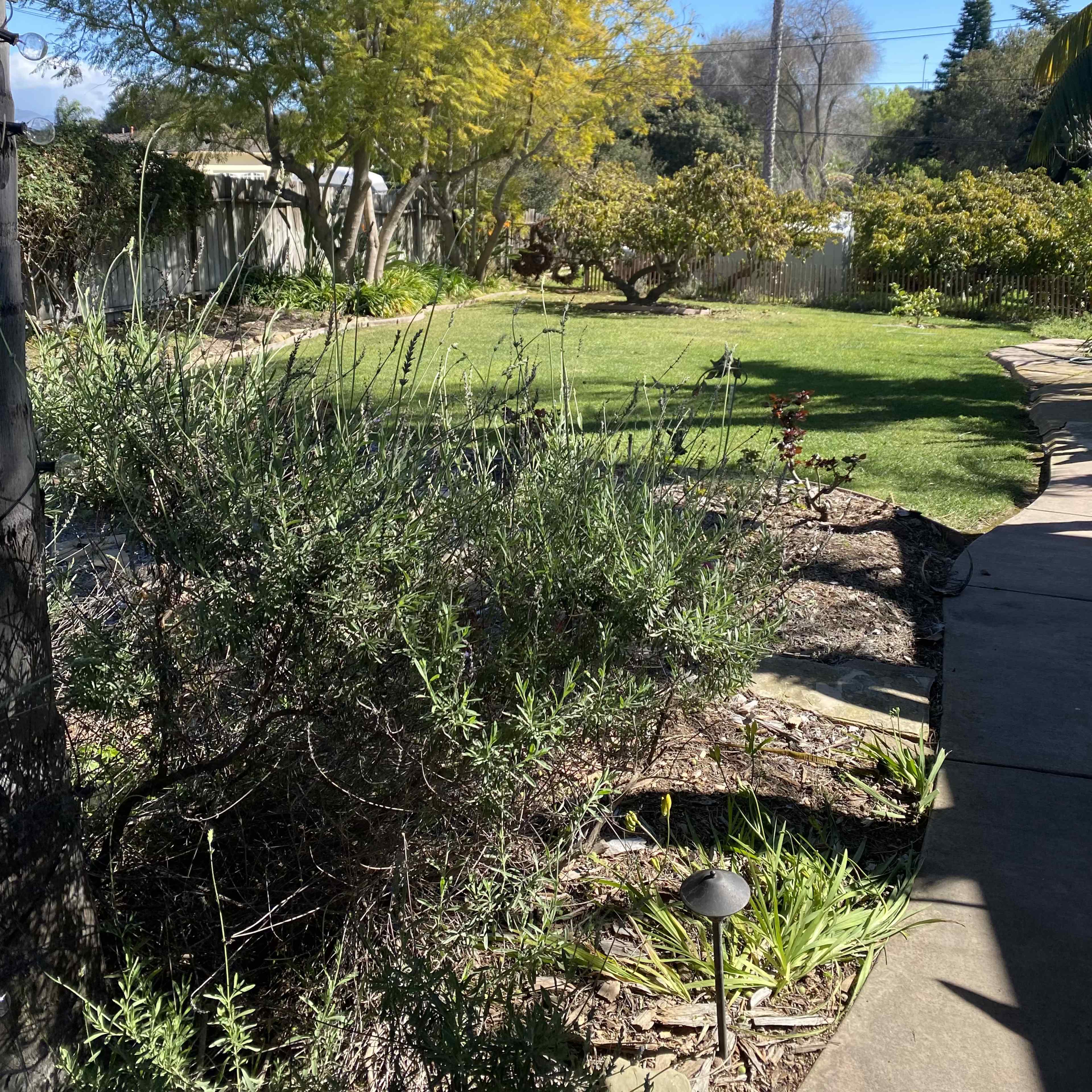 A garden scene features a lush lawn surrounded by trees and plants, with a walkway leading through vegetation.