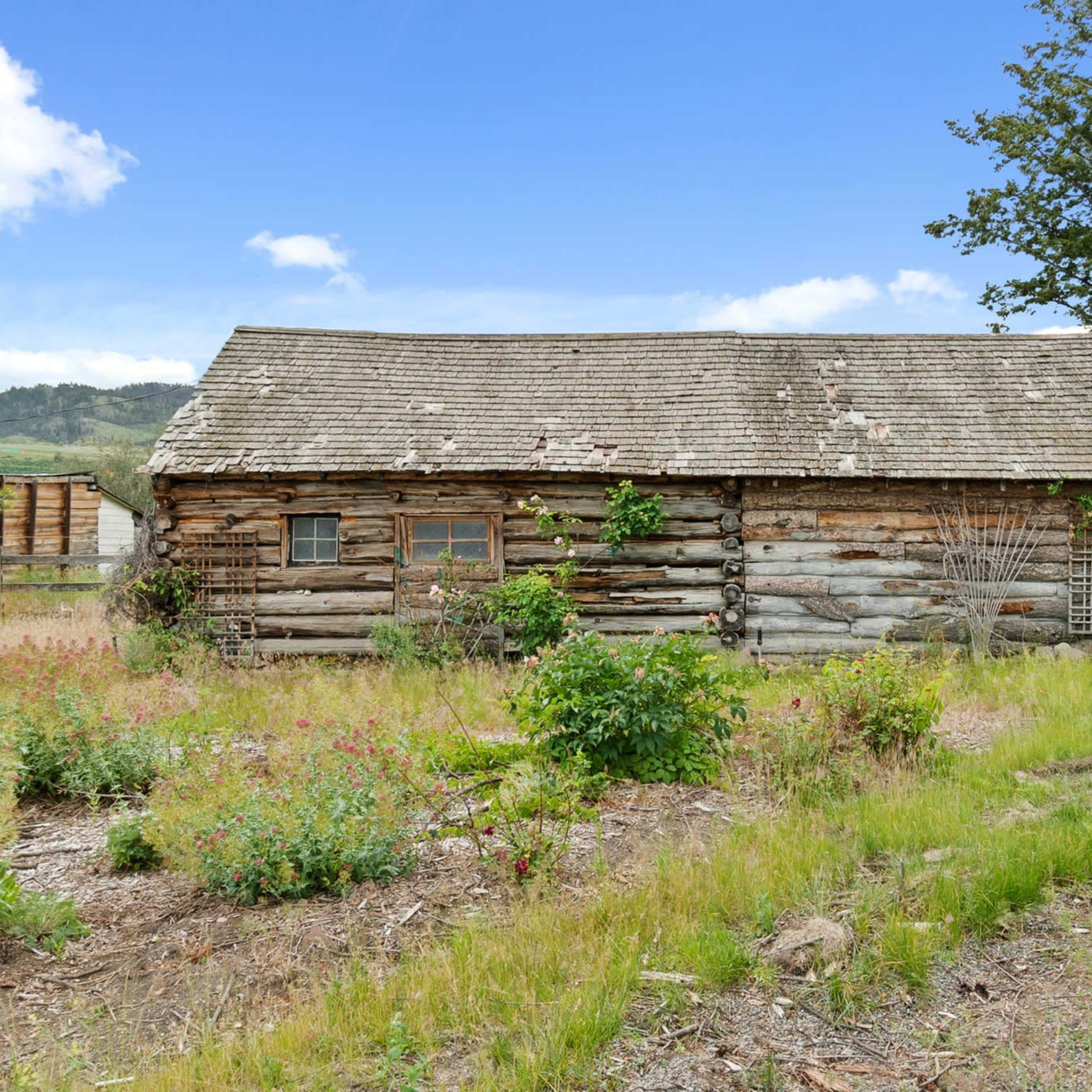 A weathered log cabin surrounded by overgrown grass and wildflowers on a sunny day.