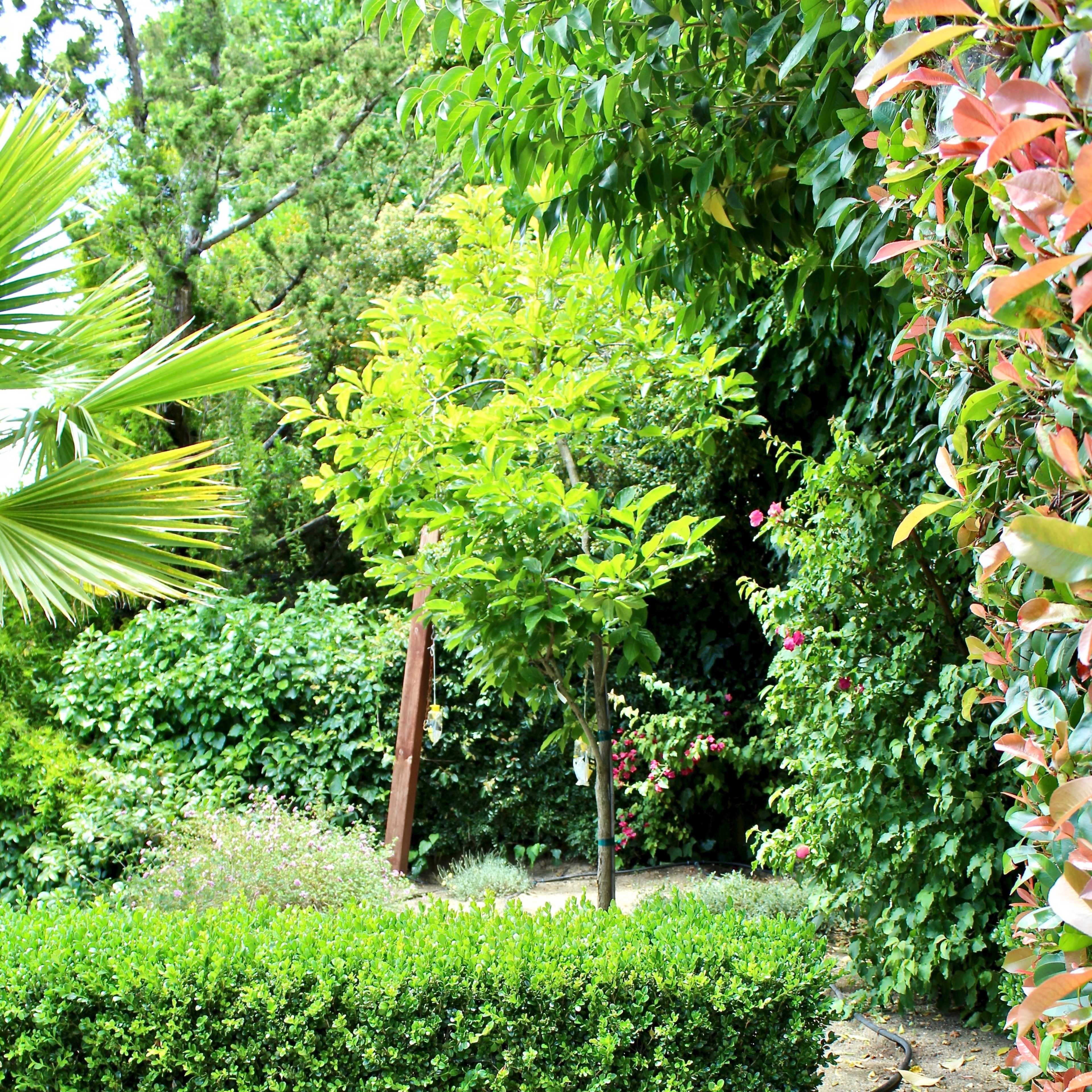 A small garden features a young tree surrounded by lush greenery and a wooden bench near a stone pathway.