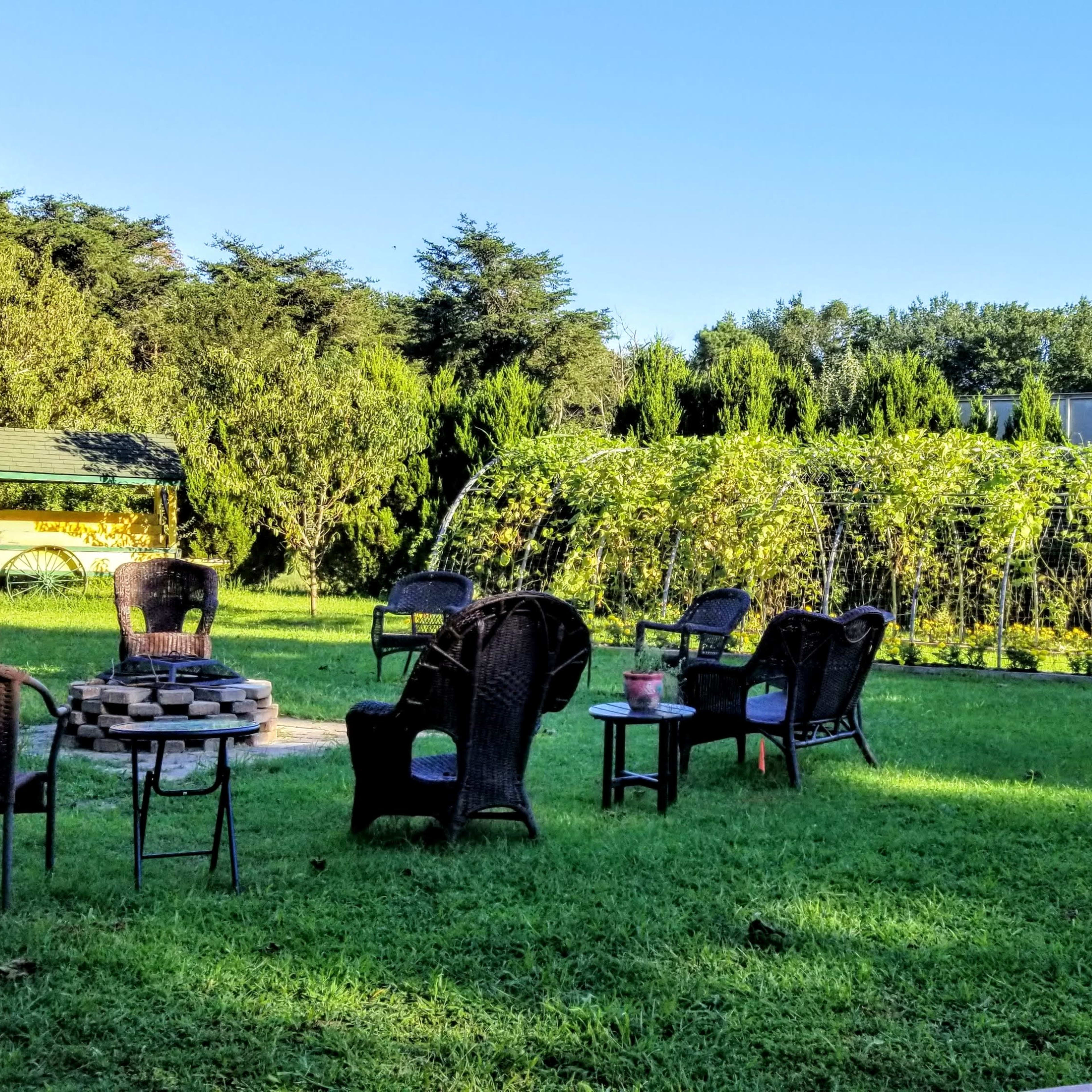 A grassy area with several chairs arranged around a fire pit, a trellis structure with climbing plants, and a small shed in the background.