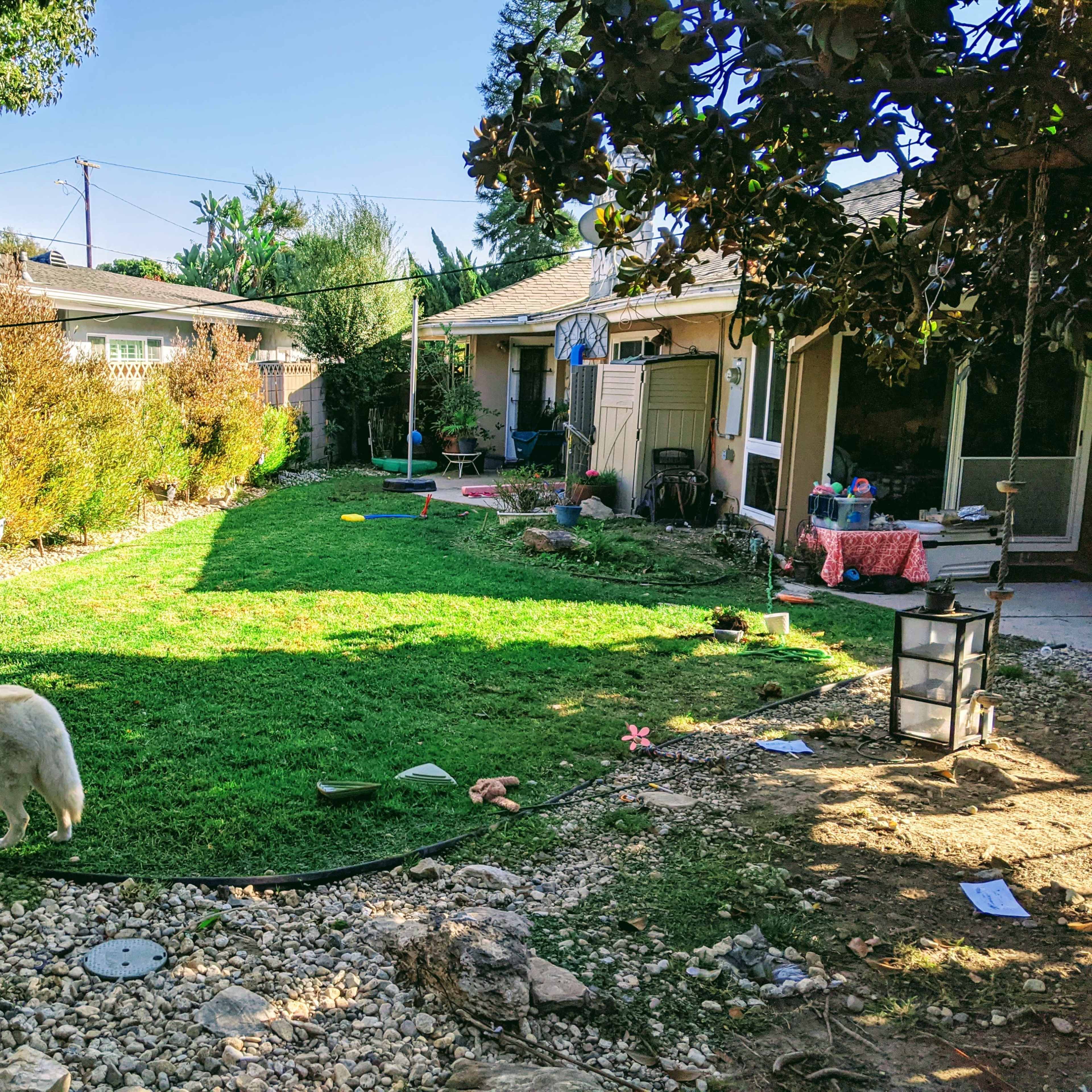 A white dog stands on the grass in a backyard bordered by shrubs and gardens, with a patio and various items scattered around.