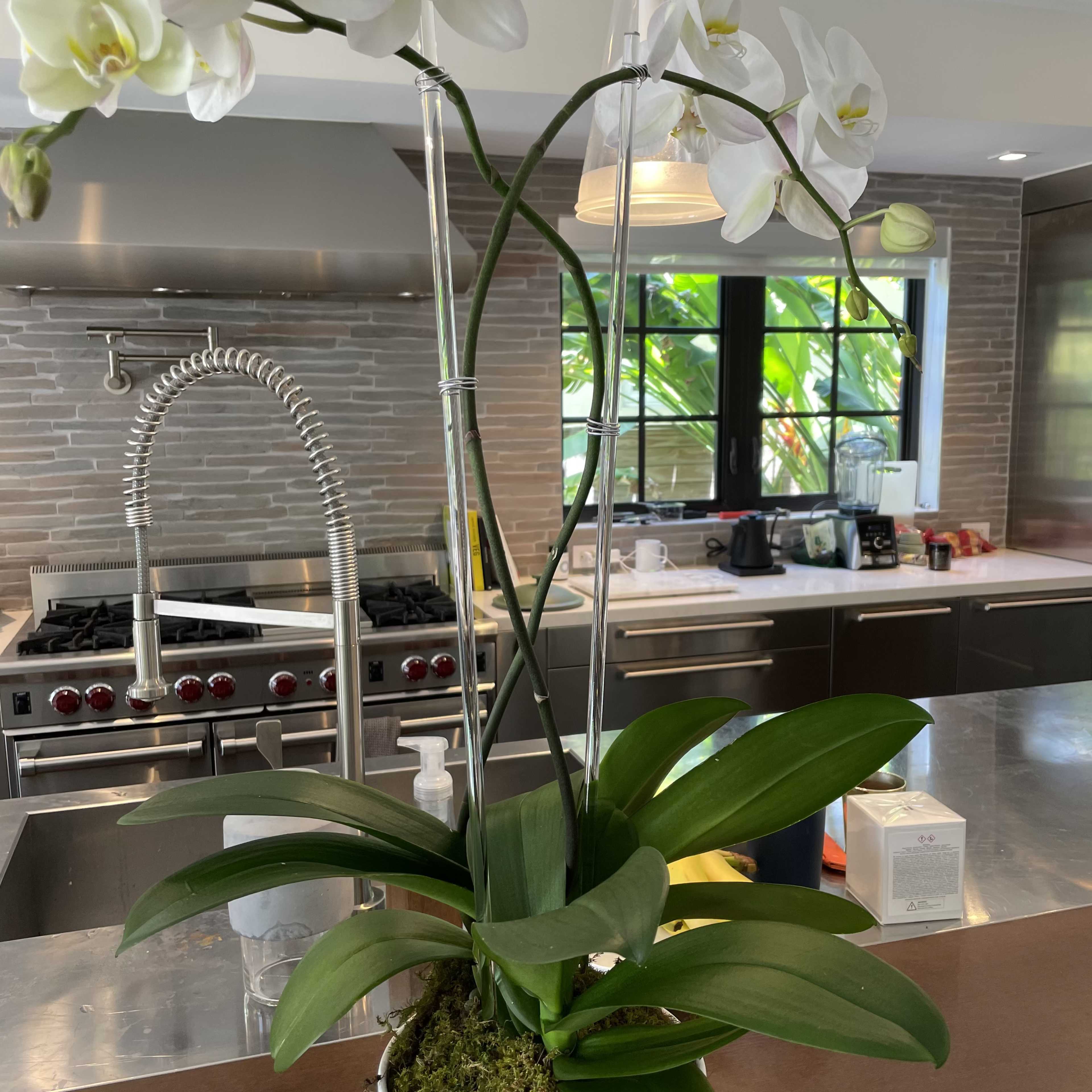A white orchid with long stems and green leaves is placed in a white pot on a kitchen counter with modern appliances in the background.