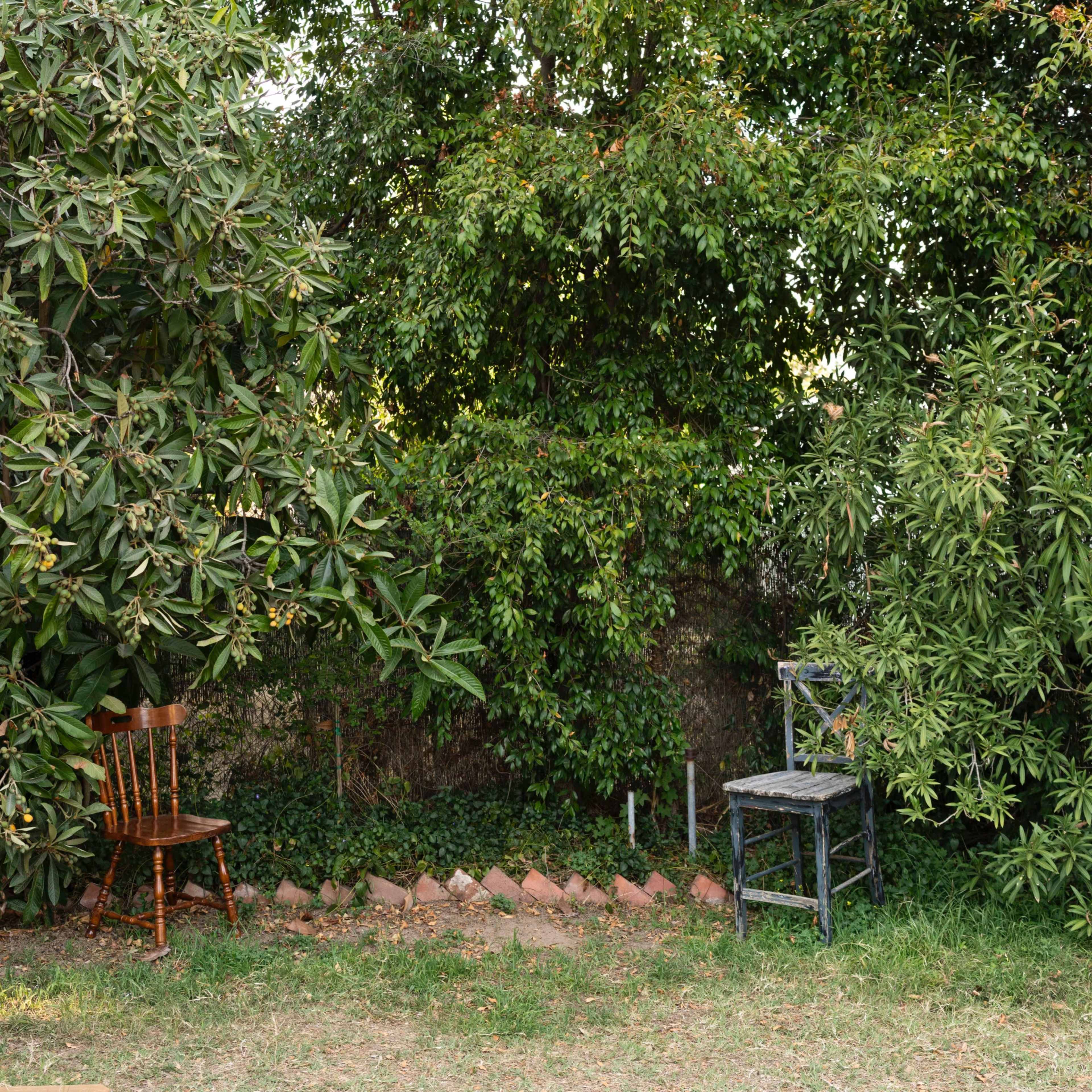 Two wooden chairs are placed in a grassy area surrounded by dense greenery.