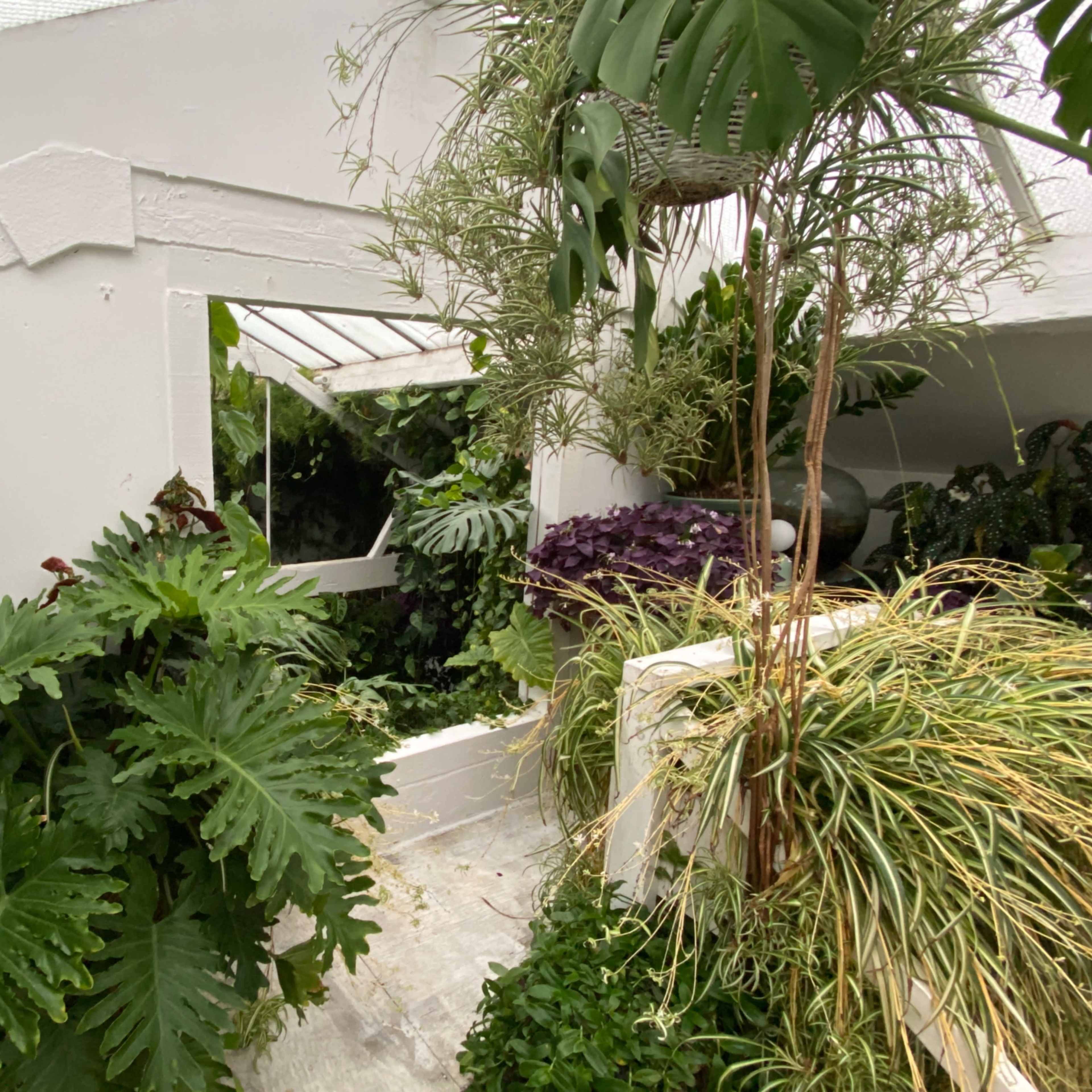 A light-filled indoor space with large green plants and an open window framed by the white walls and ceiling.