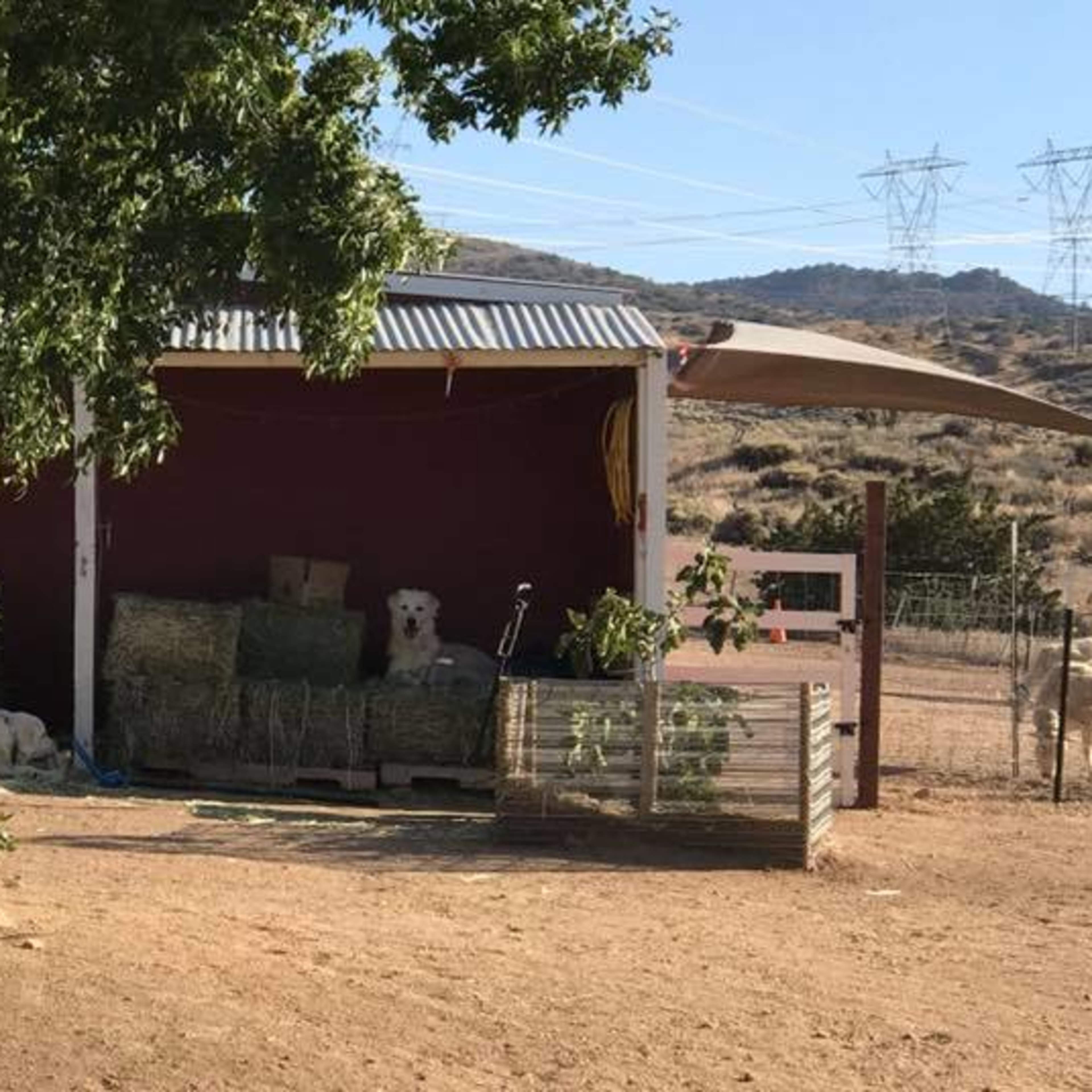 A shady area features a tree next to a small barn with hay bales and several white Adirondack chairs arranged in front.