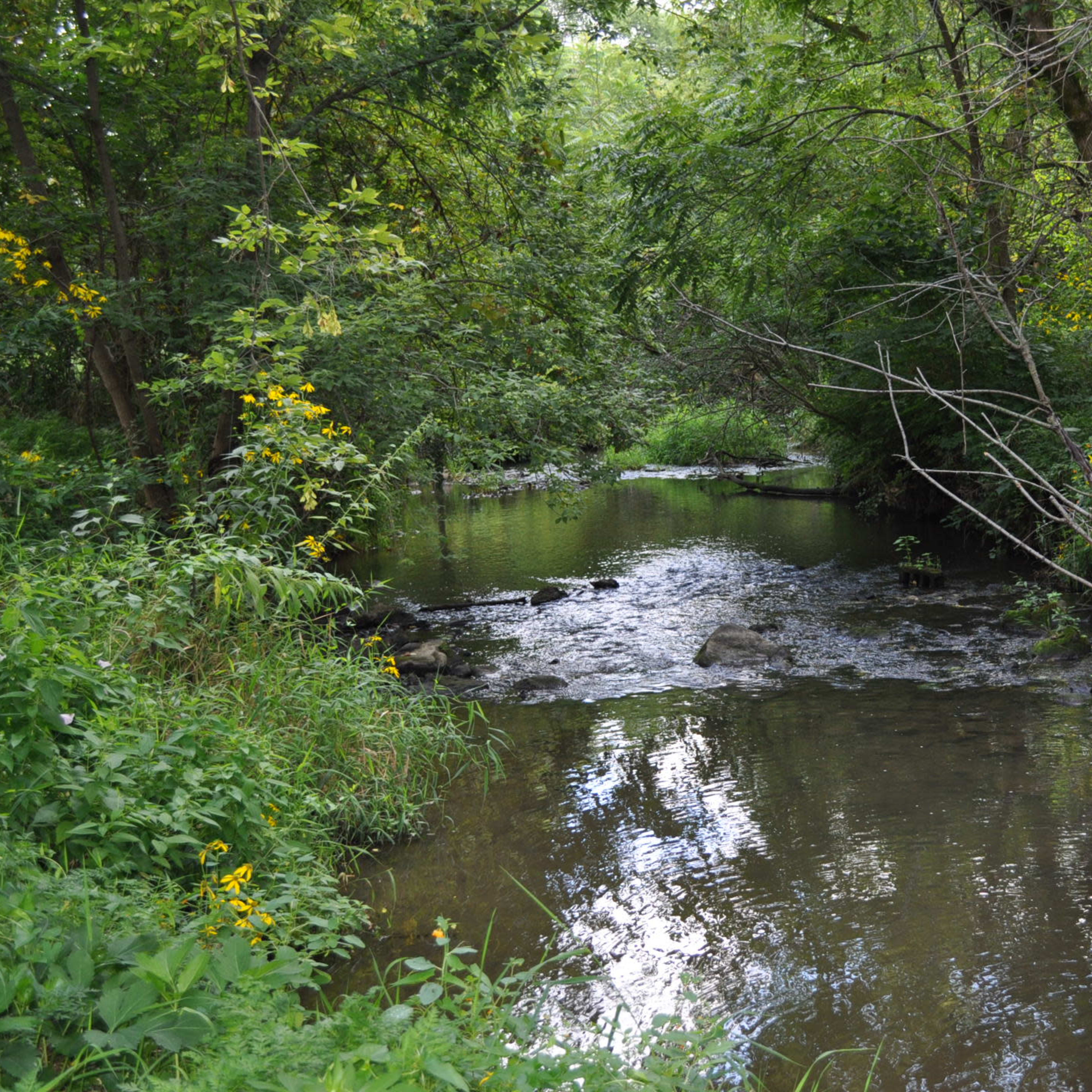 A clear stream flows through a densely wooded area, surrounded by lush greenery and scattered wildflowers.