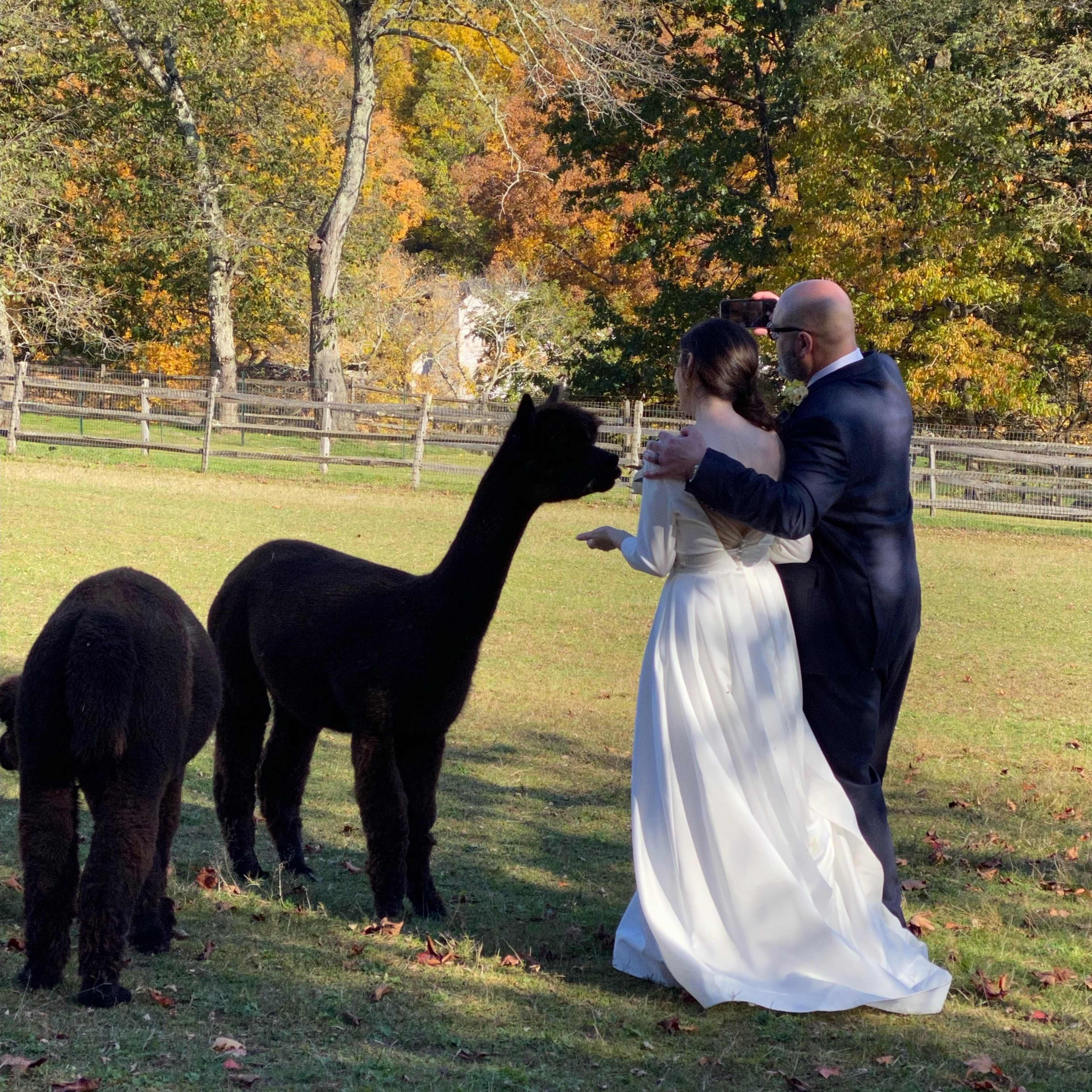 A couple in formal attire stands together in a field with two black alpacas amidst a backdrop of autumn foliage.