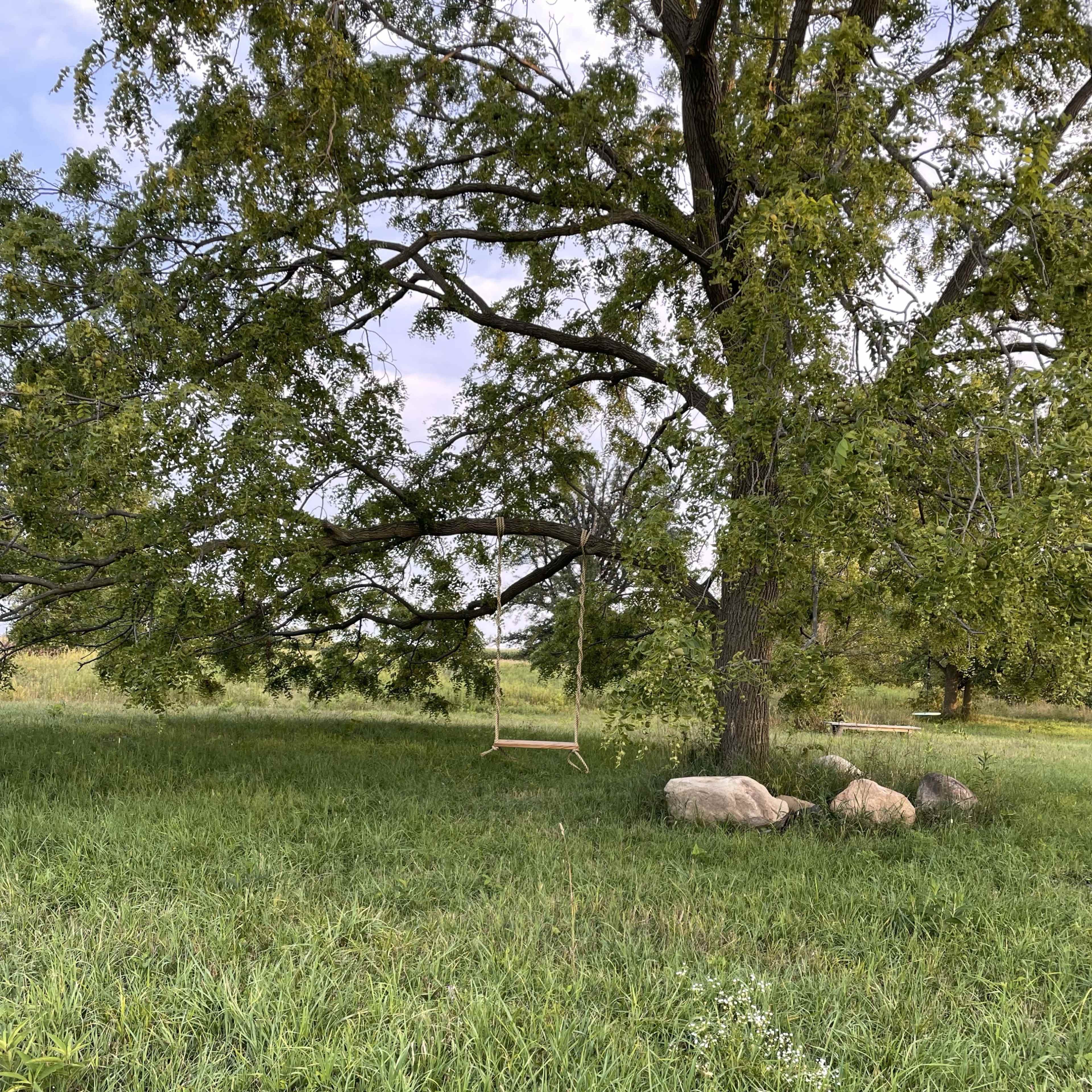 A swing hangs from a tree near a grassy area where several sheep are grazing.