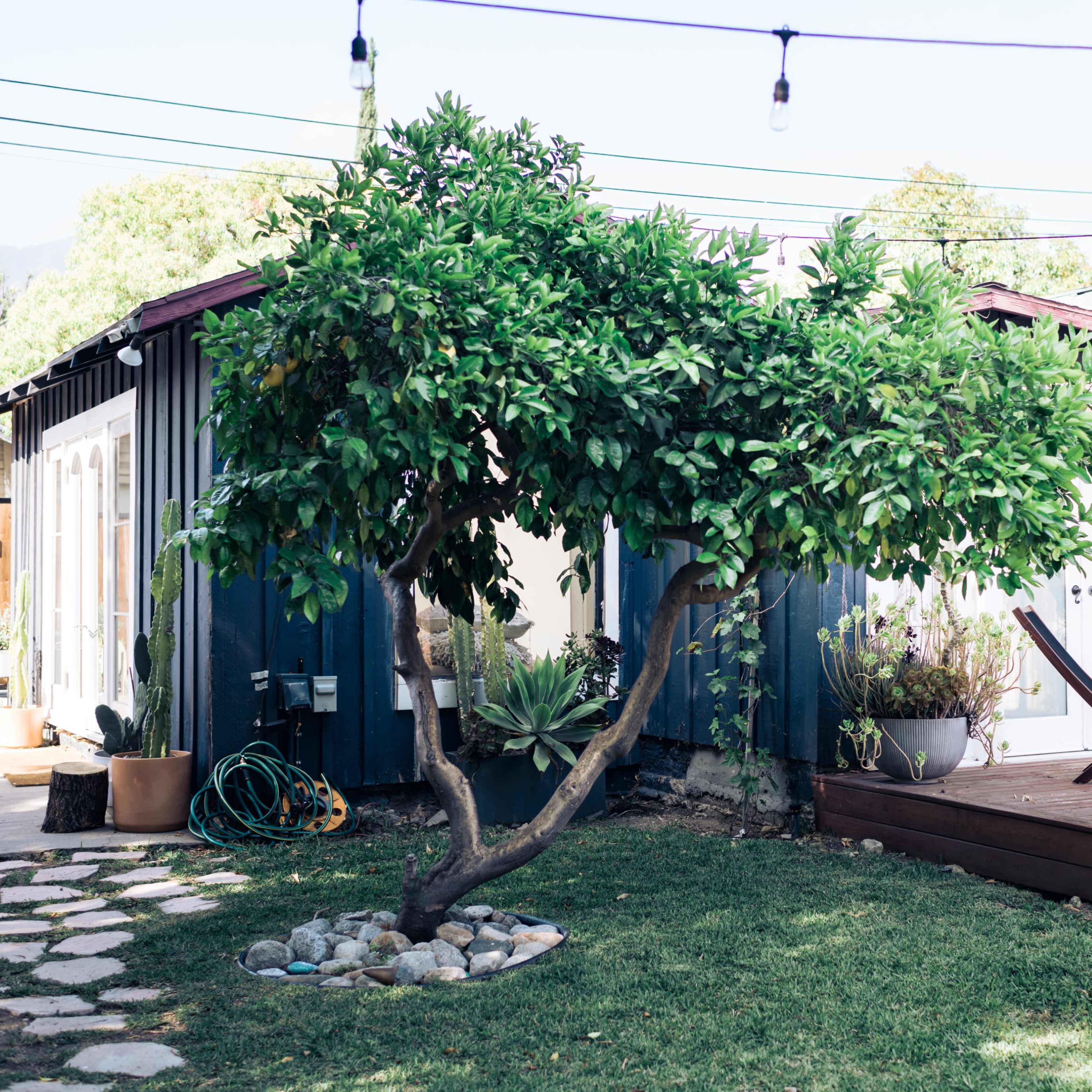 A small blue house with a deck is surrounded by a well-kept garden featuring a tree and potted plants.