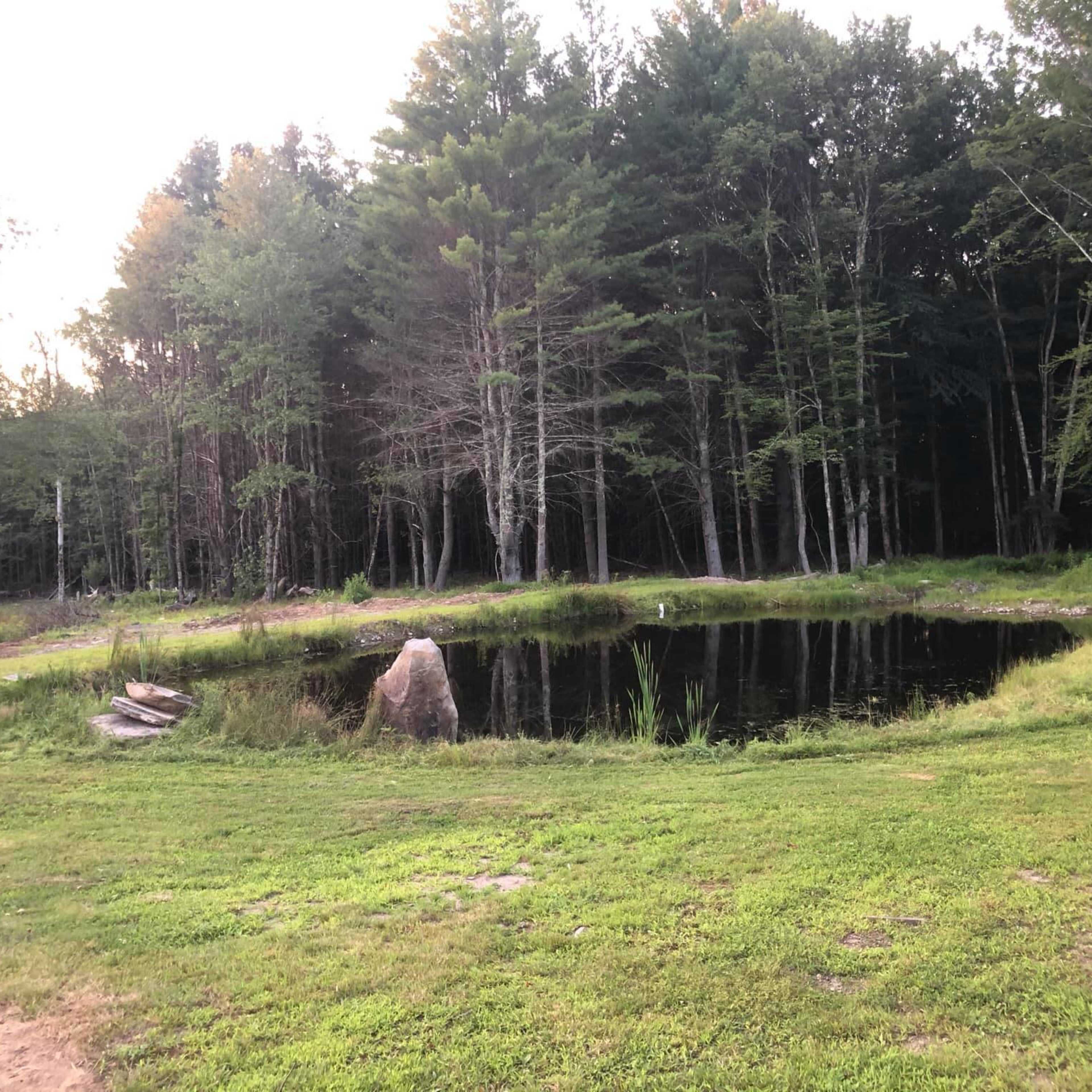 A small, still pond is surrounded by grass and trees in a wooded area.