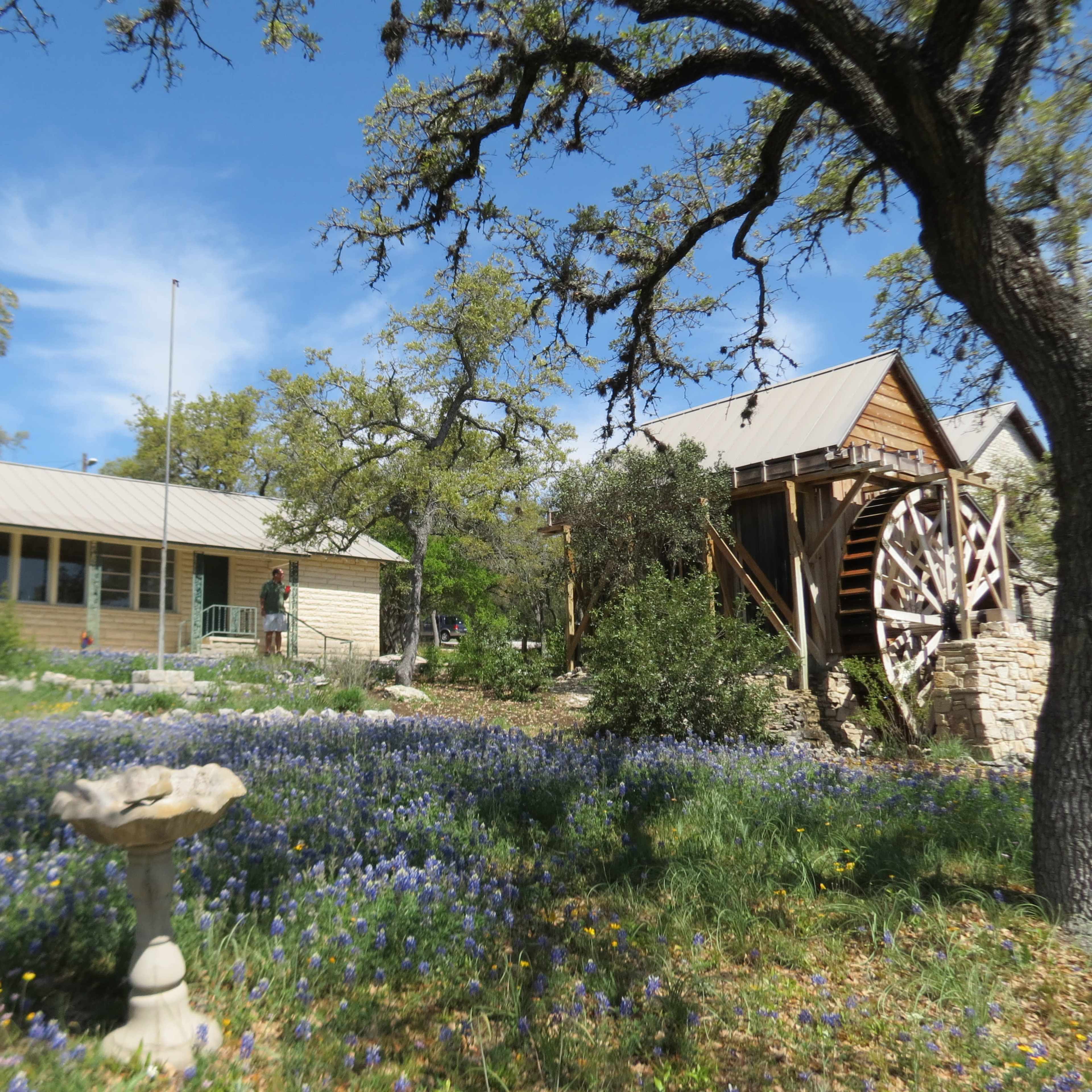 A stone house with a metal roof is surrounded by bluebonnets and features a wooden waterwheel nearby.