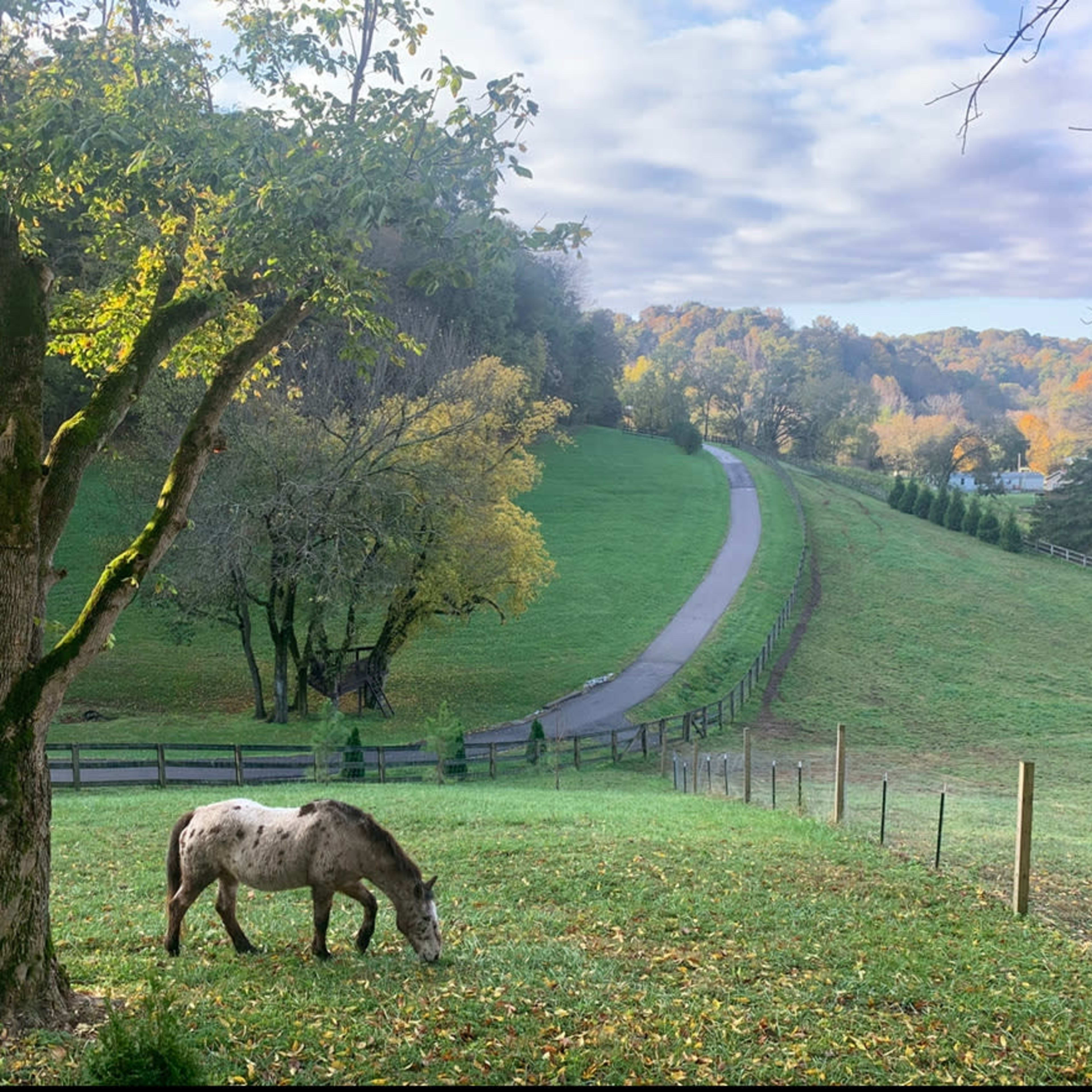 A horse grazes in a grassy pasture beside a tree, with a winding road and rolling hills in the background.
