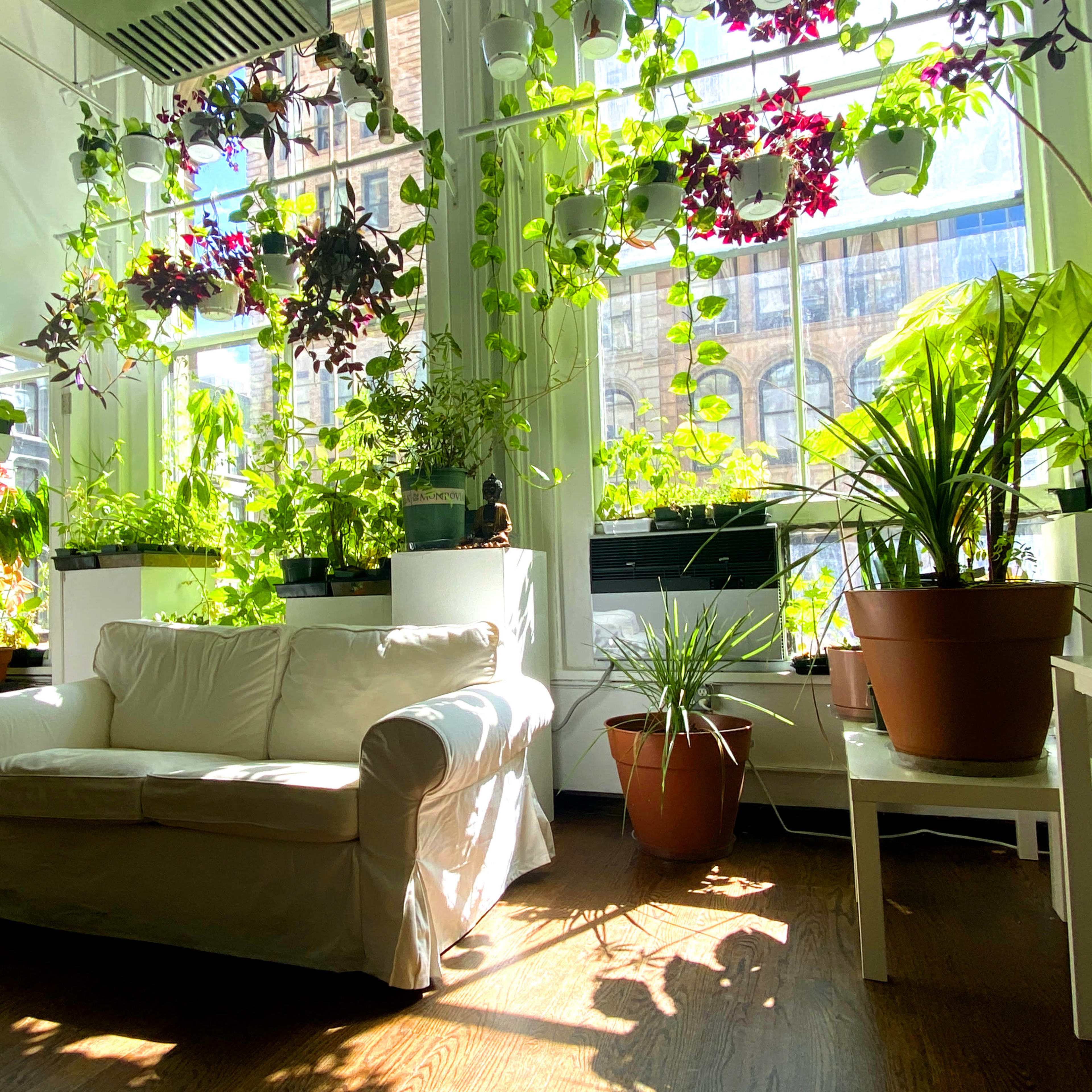 A bright room features a white sofa surrounded by numerous potted plants and large windows that allow ample sunlight in.