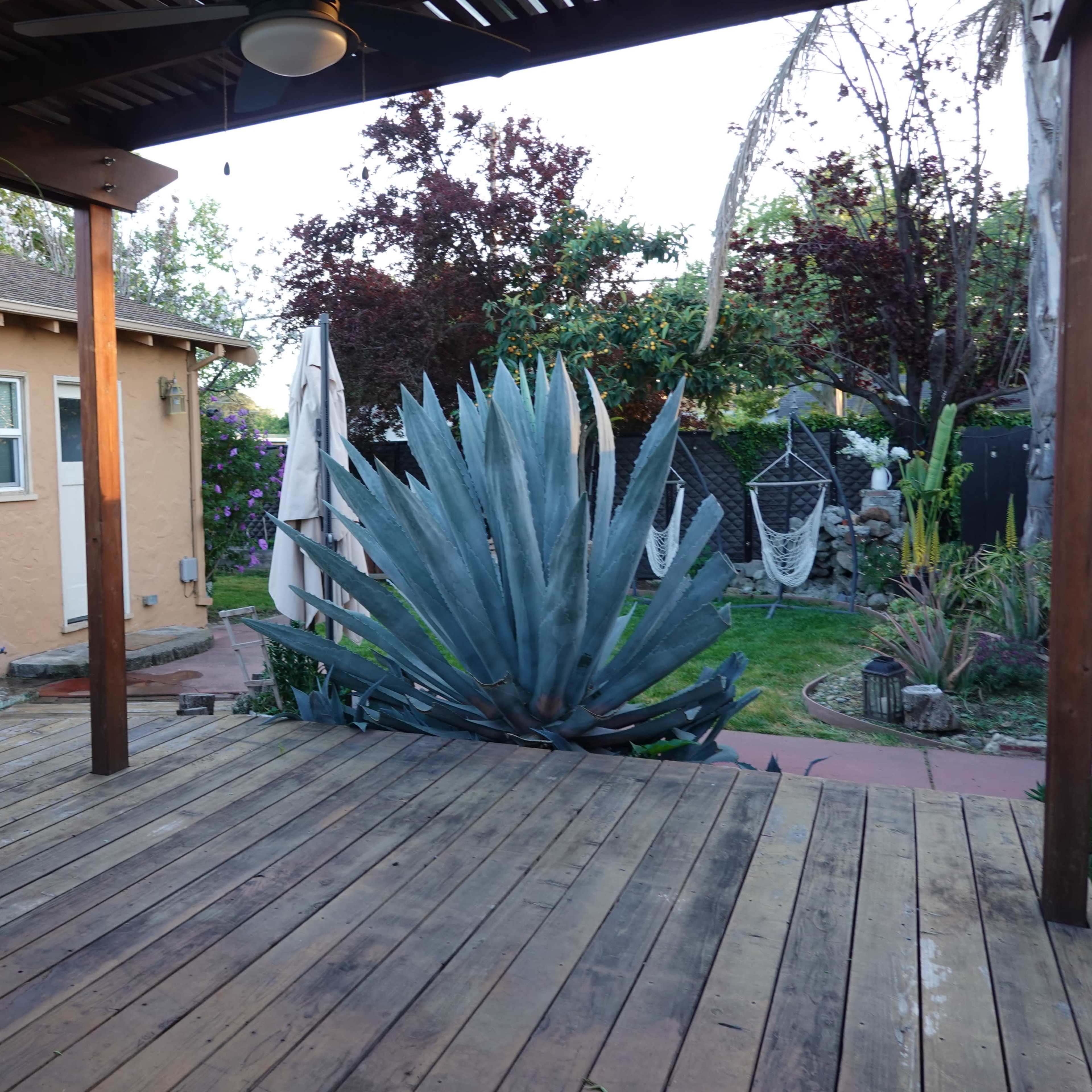 Modern House with Botanic Garden Image in Central San Jose, San Jose, CA