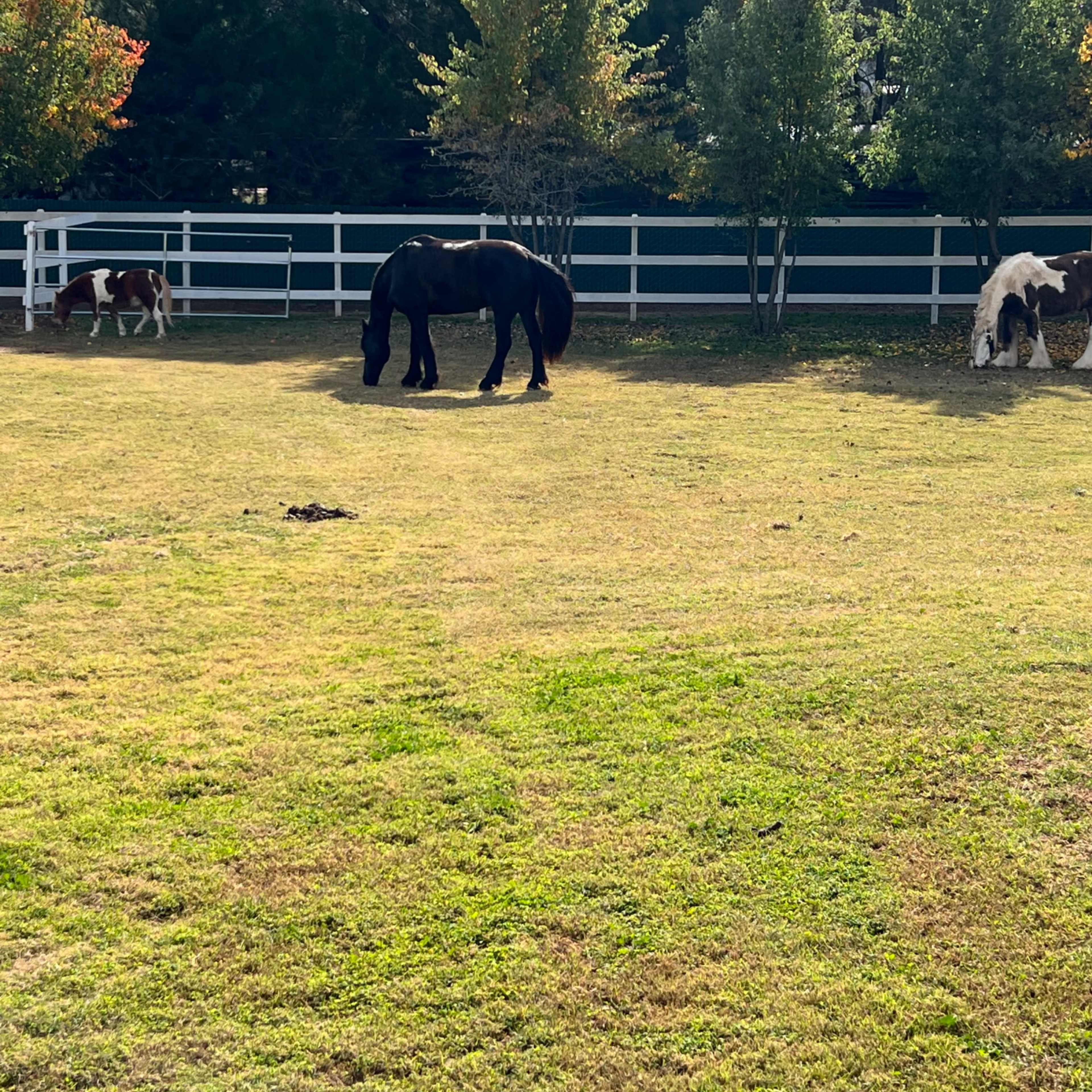 Two horses graze in a grassy area enclosed by a white fence, with trees in the background.