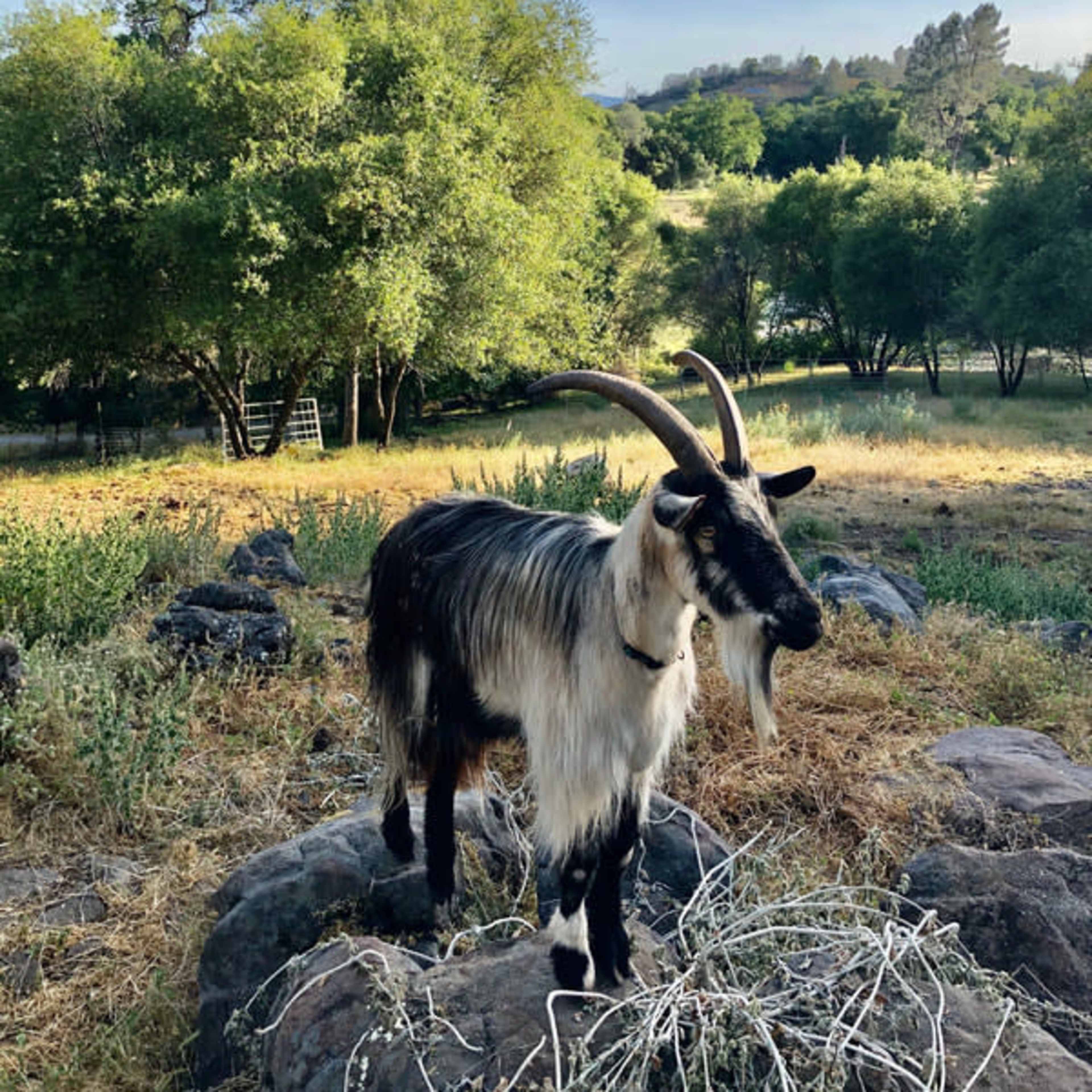 A goat stands on rocks in a grassy field surrounded by trees under a clear sky.