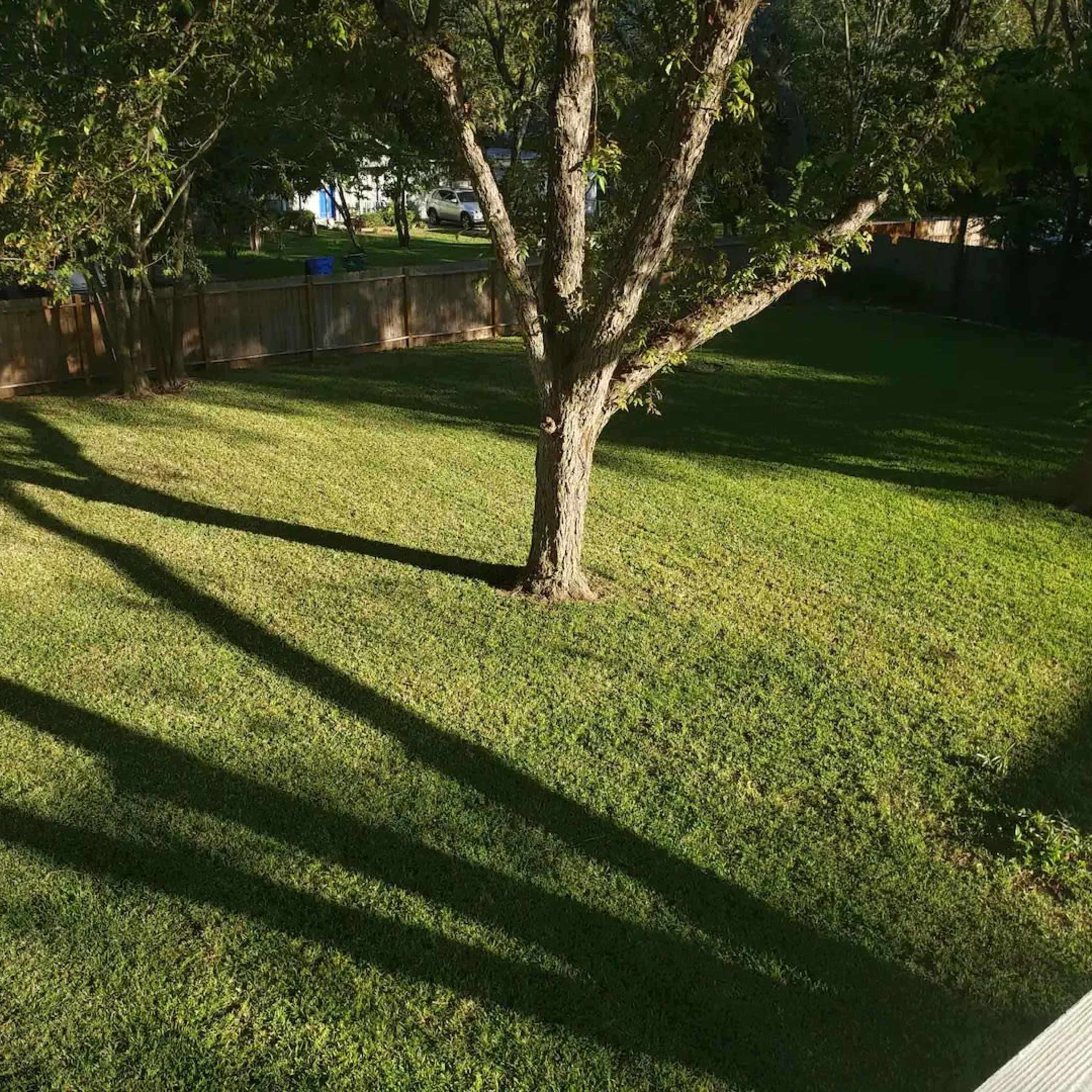 A grassy backyard features a tree casting long shadows on the lawn.