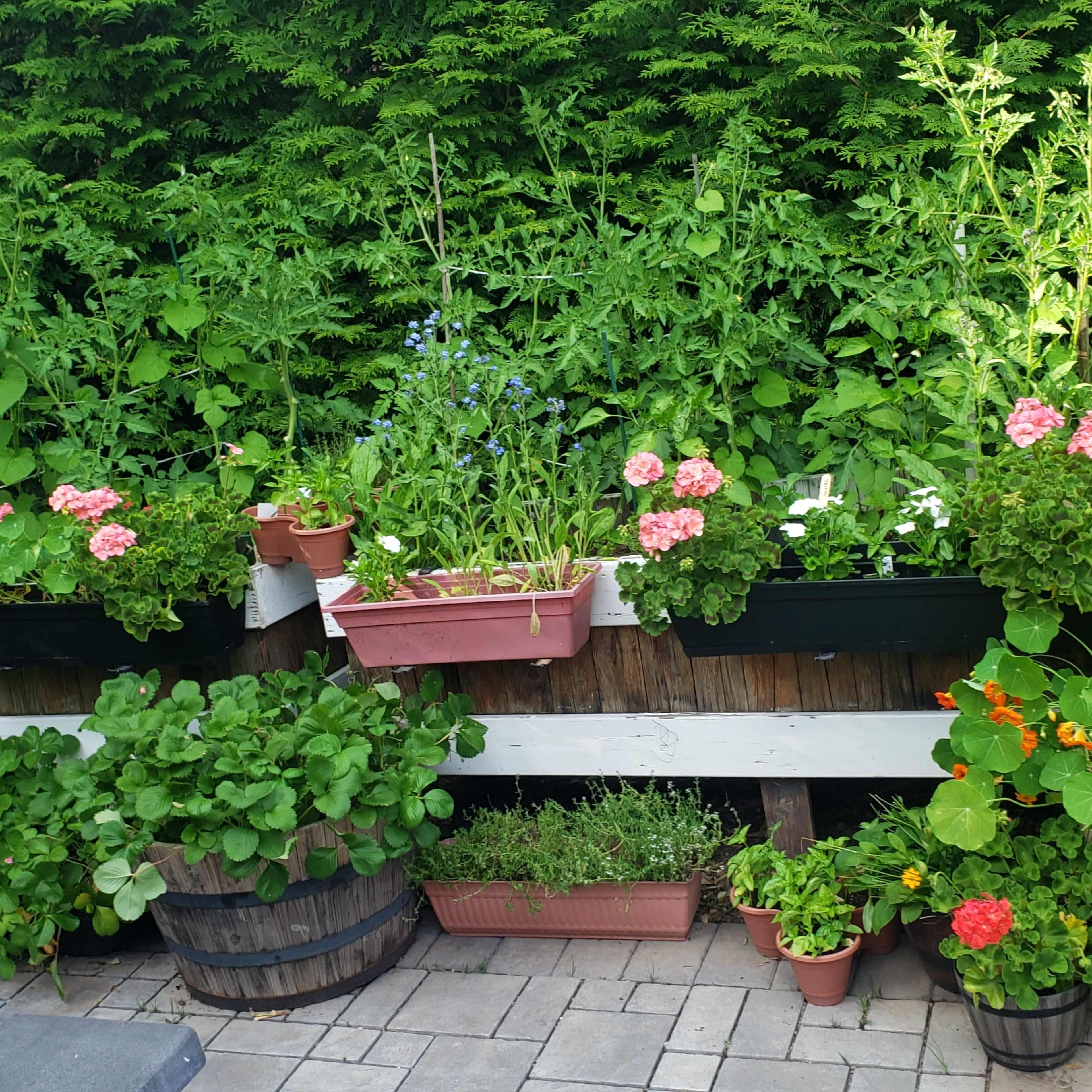 A series of planter boxes and pots filled with various flowering plants and vegetables arranged against a backdrop of dense green foliage.
