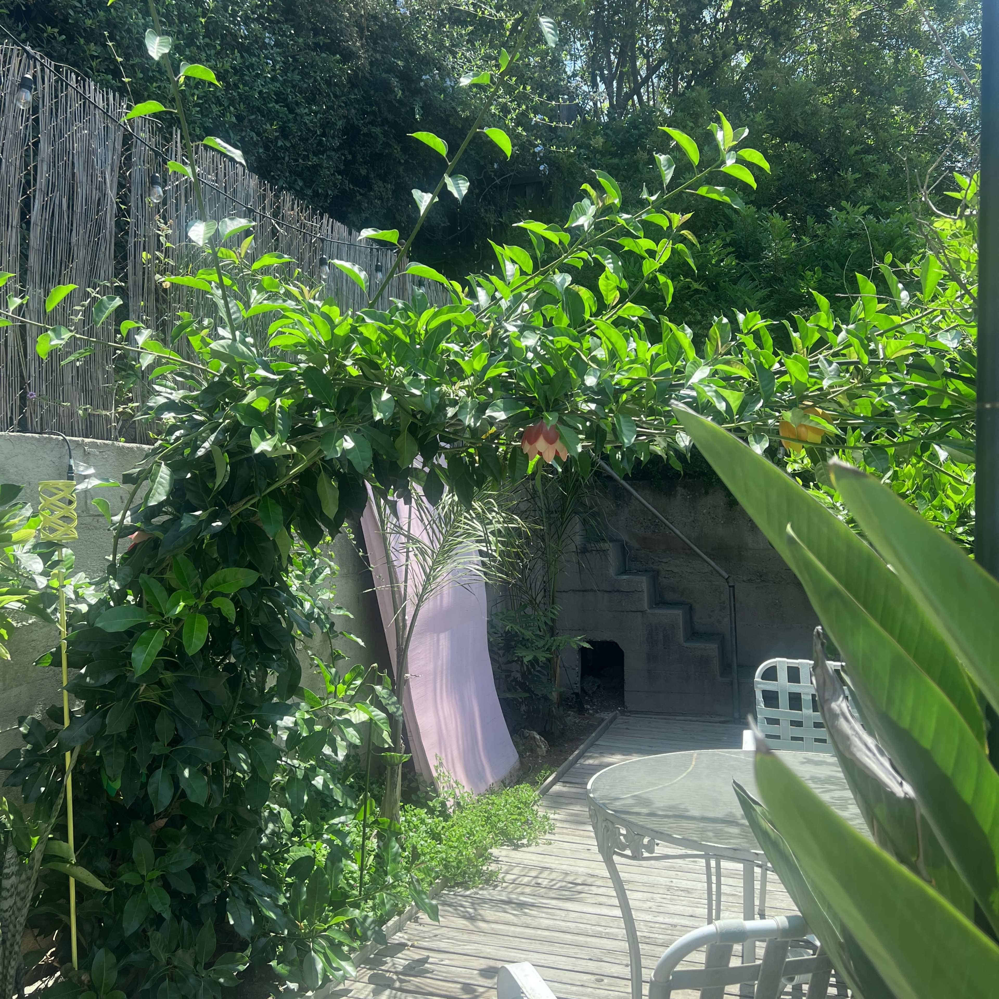 A wooden deck leads through lush greenery toward a staircase and a pink wall in a shaded outdoor space.