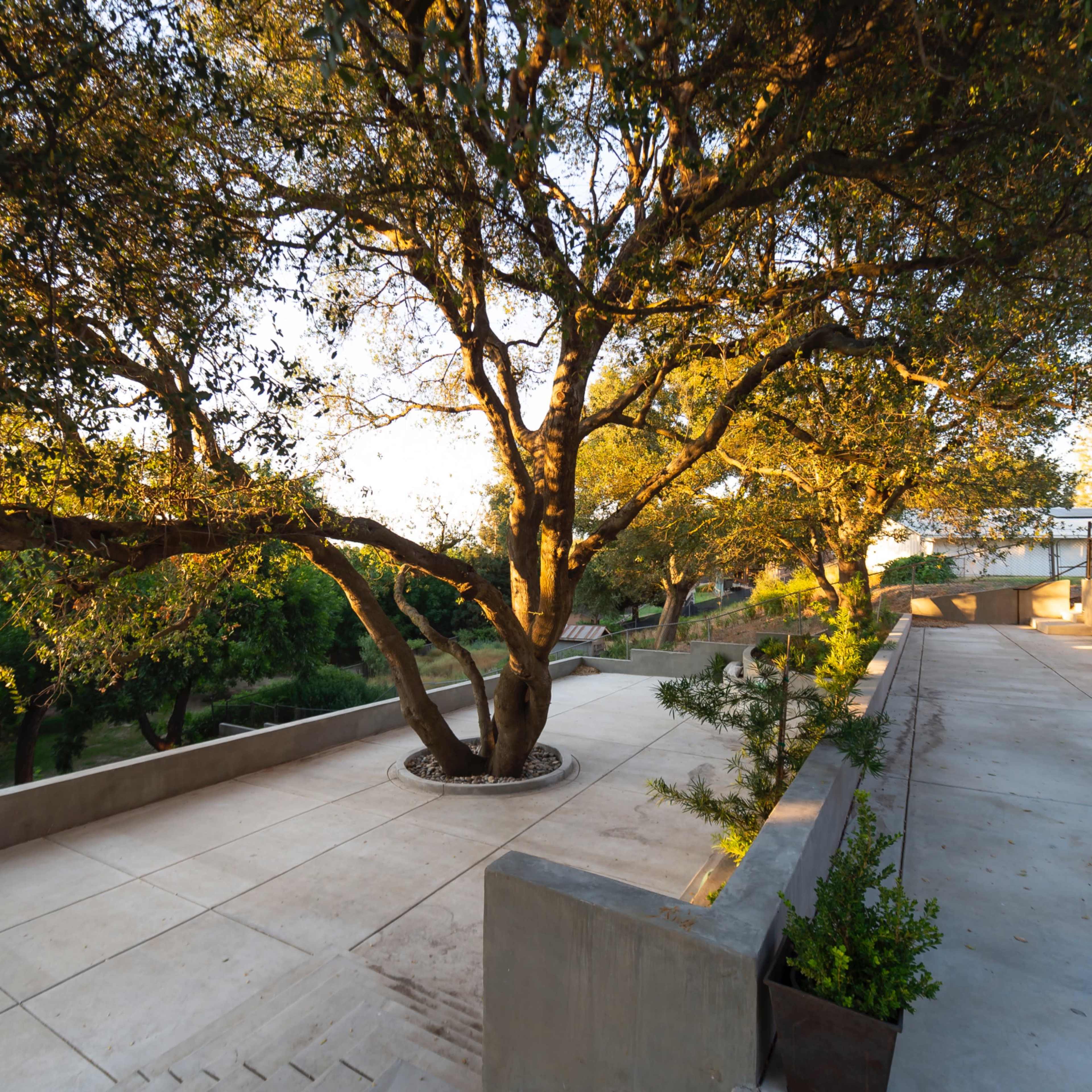 A wide concrete pathway leads past an oak tree surrounded by landscaping in a well-lit outdoor space.