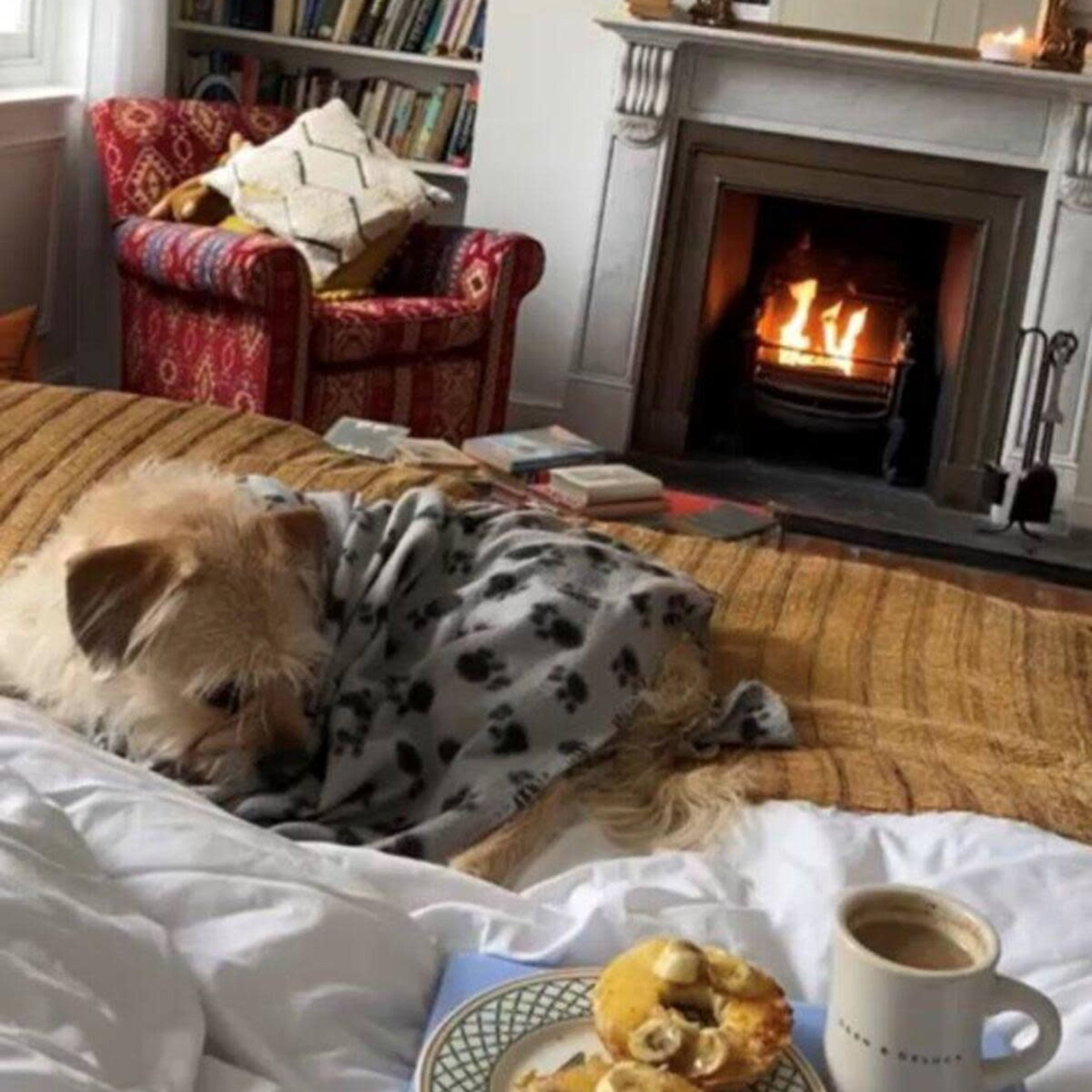 A cozy bedroom features a sleeping dog wrapped in a blanket, with a view of a crackling fireplace and a bookshelf in the background.