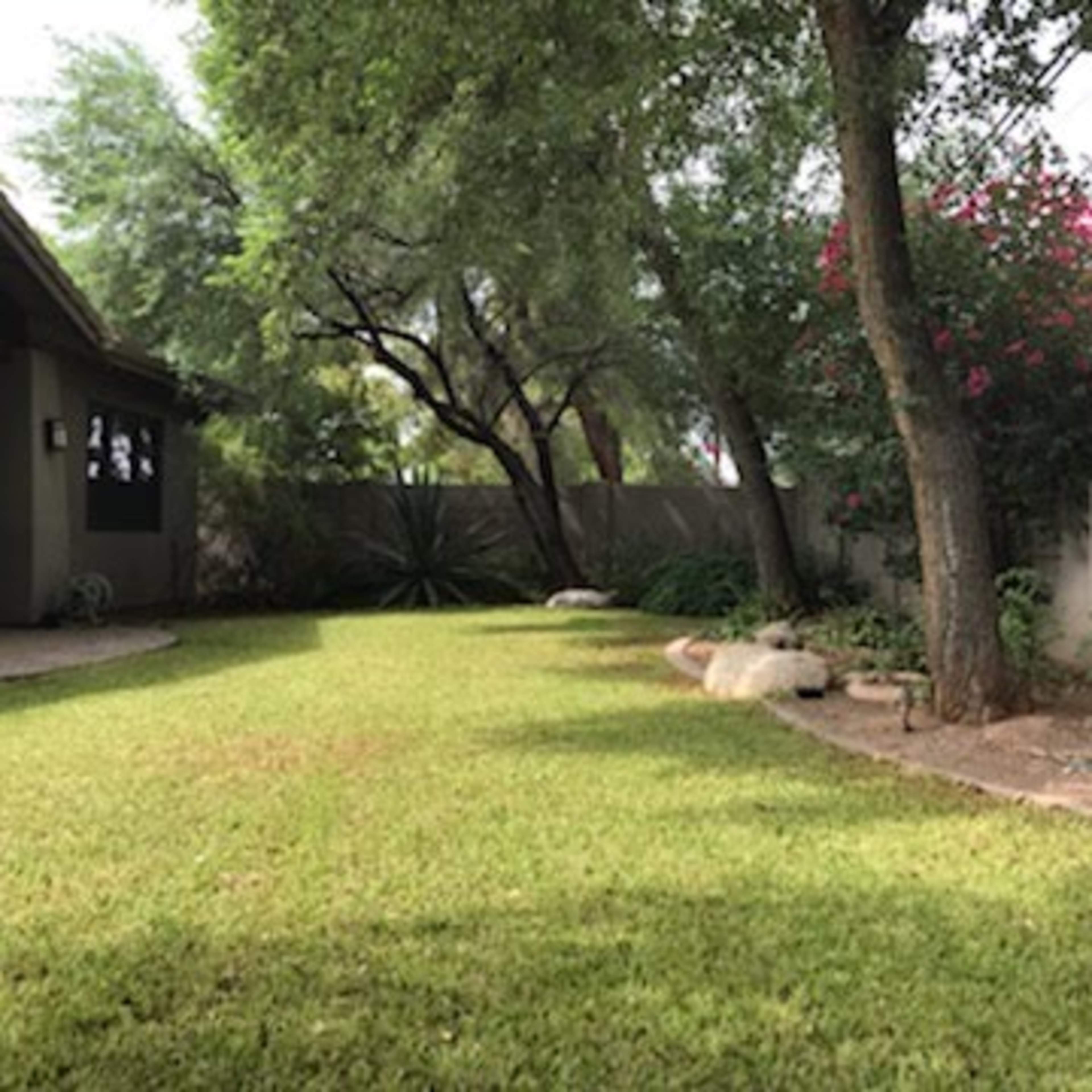 A grassy backyard with a stone pathway and various plants, including bushes and succulents, alongside a wall.
