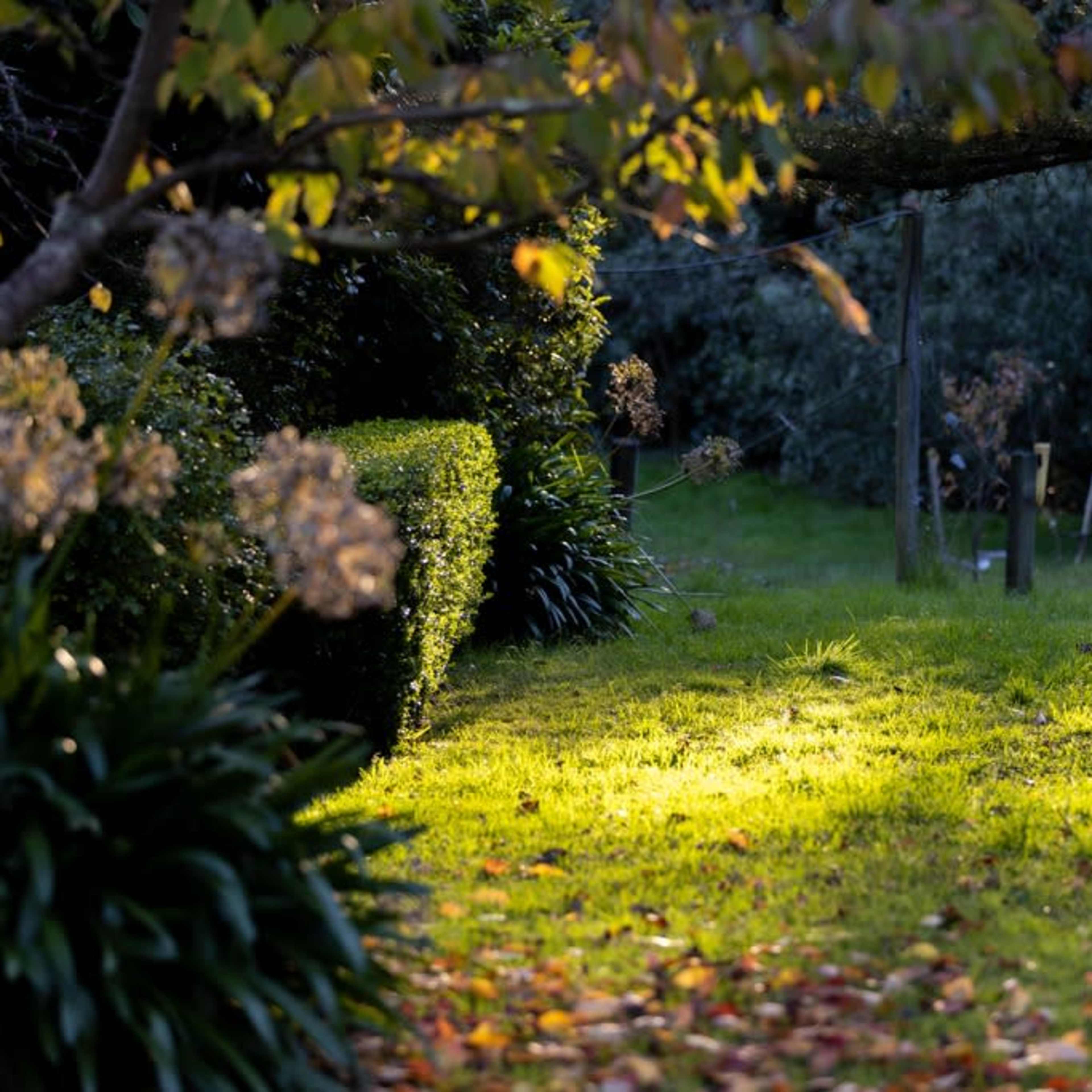 A garden path is illuminated by sunlight, lined with trimmed hedges and various plants.