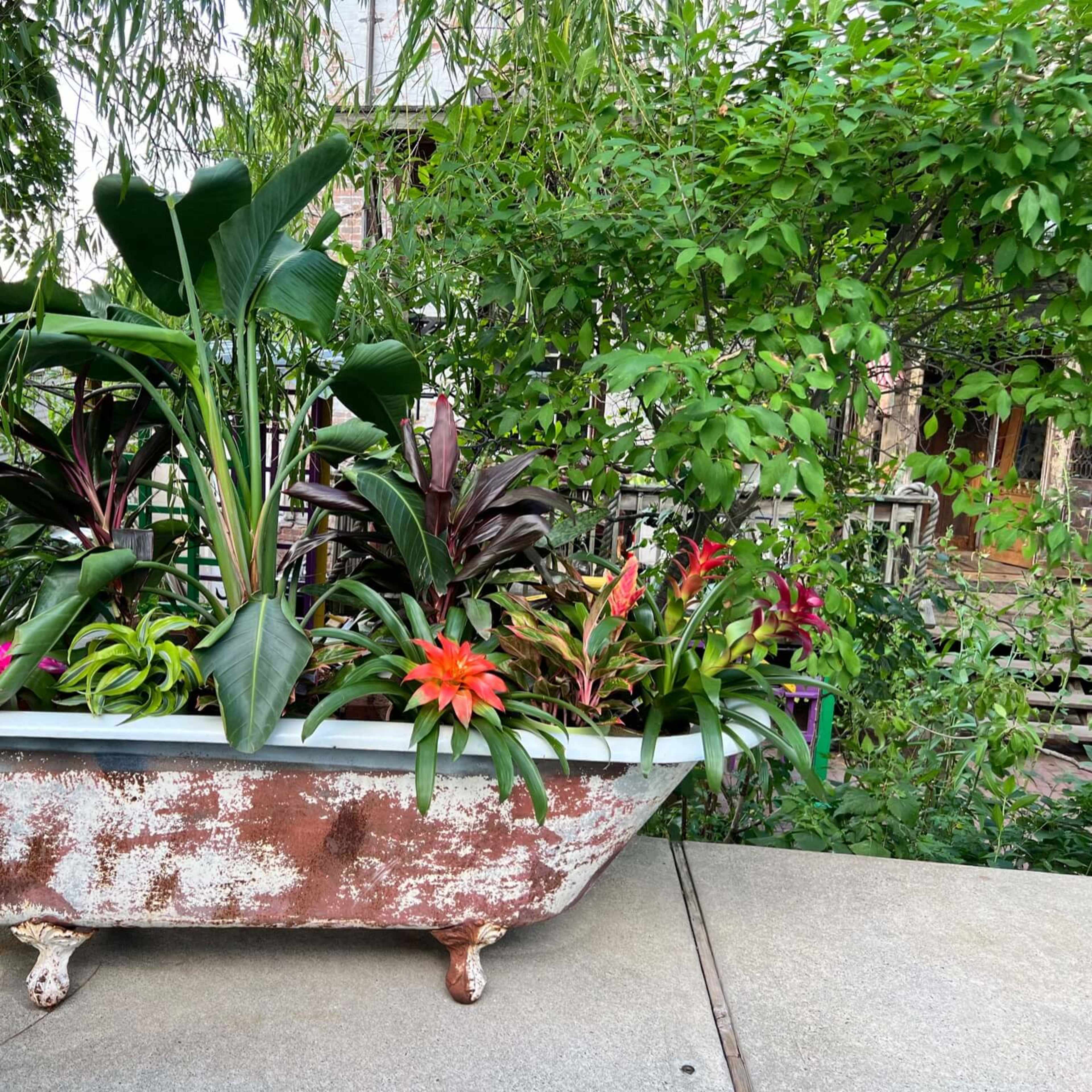 A vintage bathtub is repurposed as a planter filled with a variety of vibrant tropical plants and flowers.