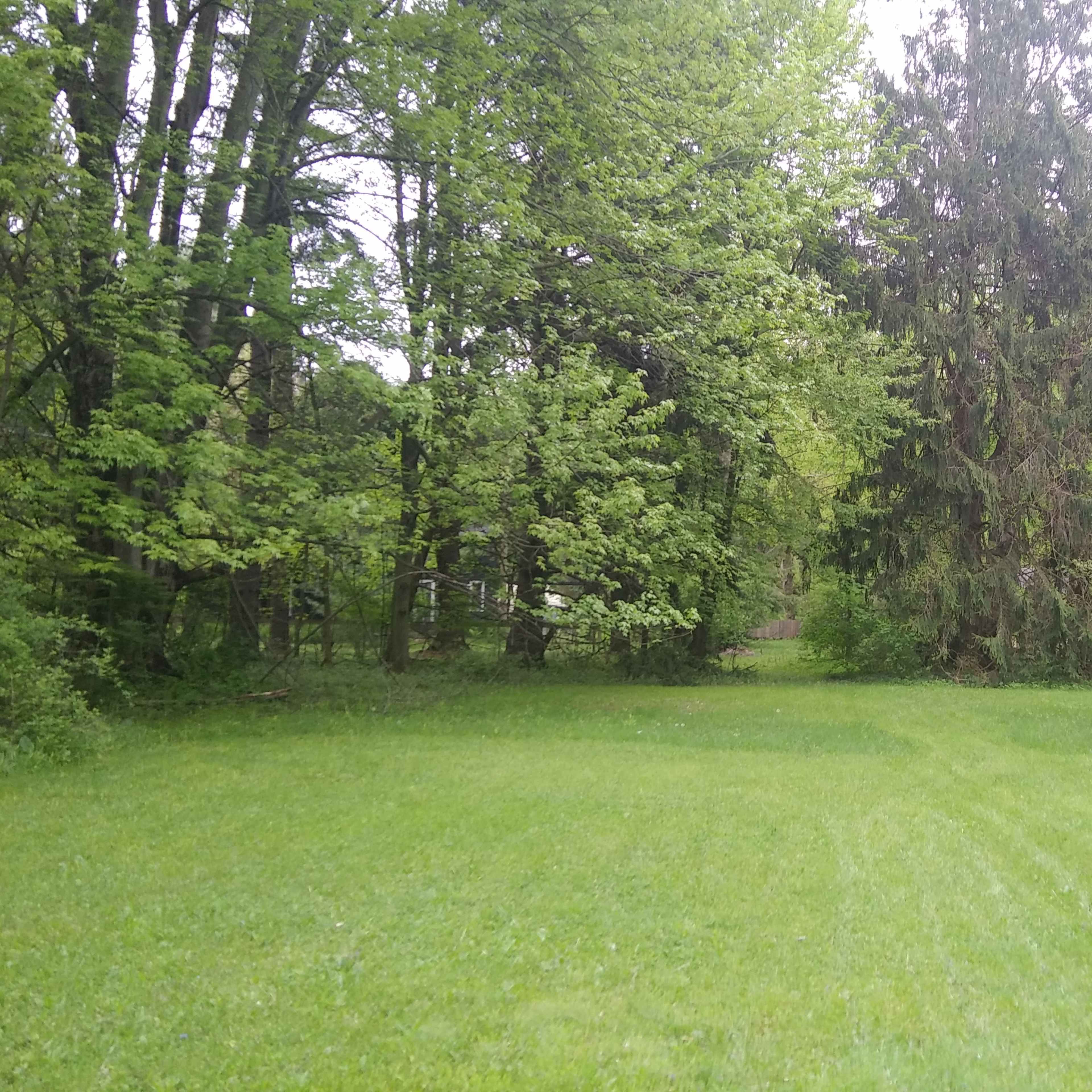 A grassy clearing is surrounded by tall trees on either side.