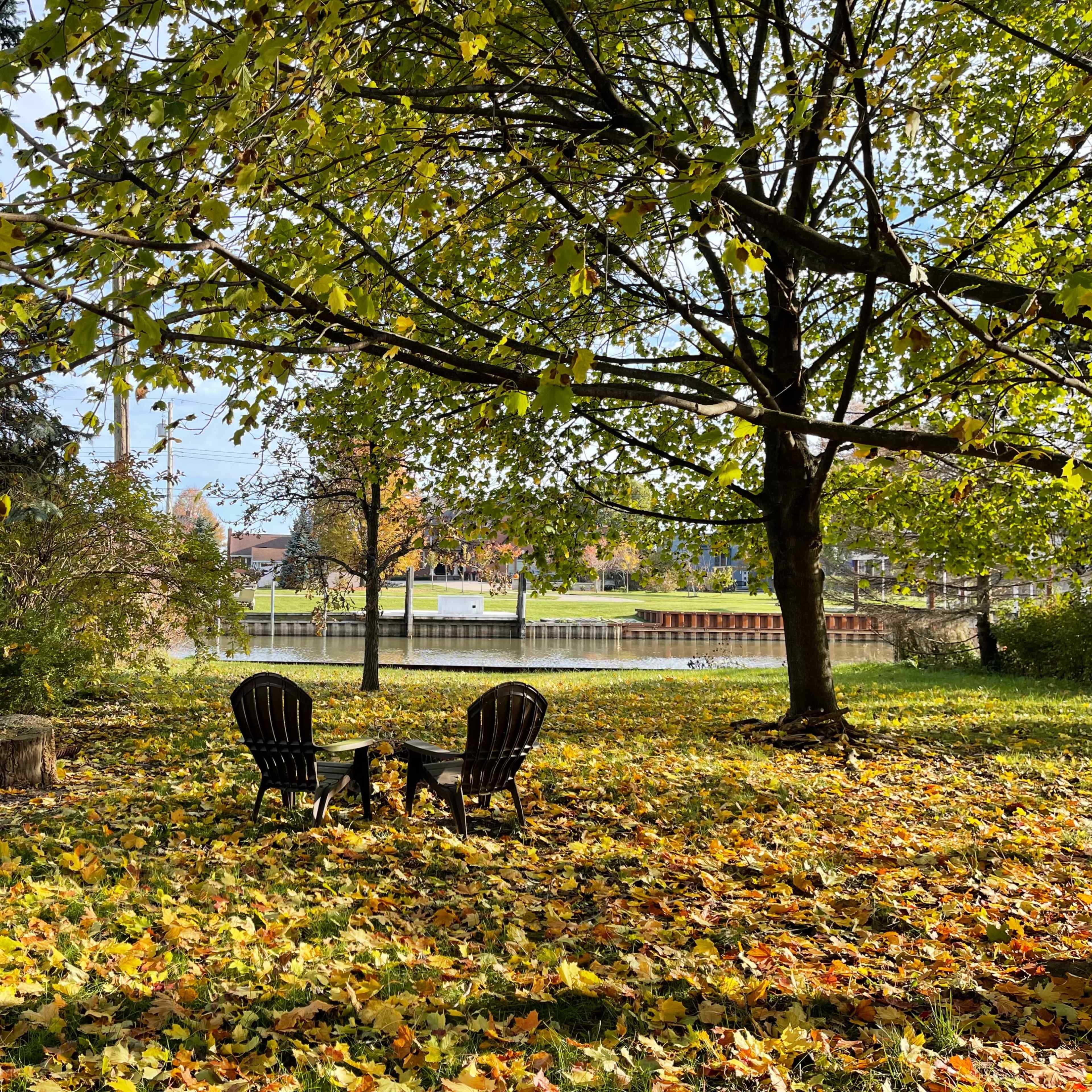 Two black chairs are placed in a yard covered with fallen leaves beneath a large tree.