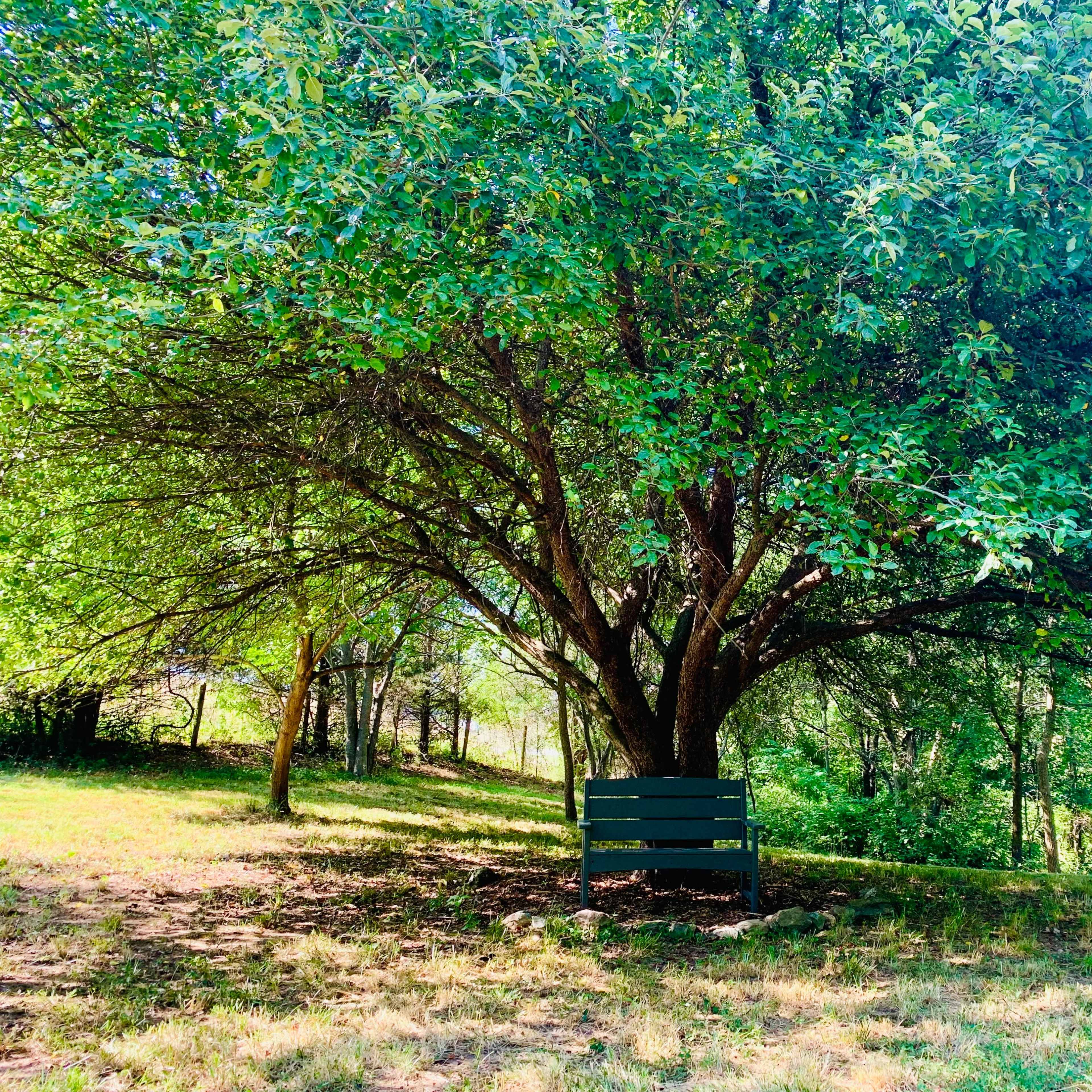 A green park bench sits beneath a large tree in a grassy area surrounded by dense vegetation.