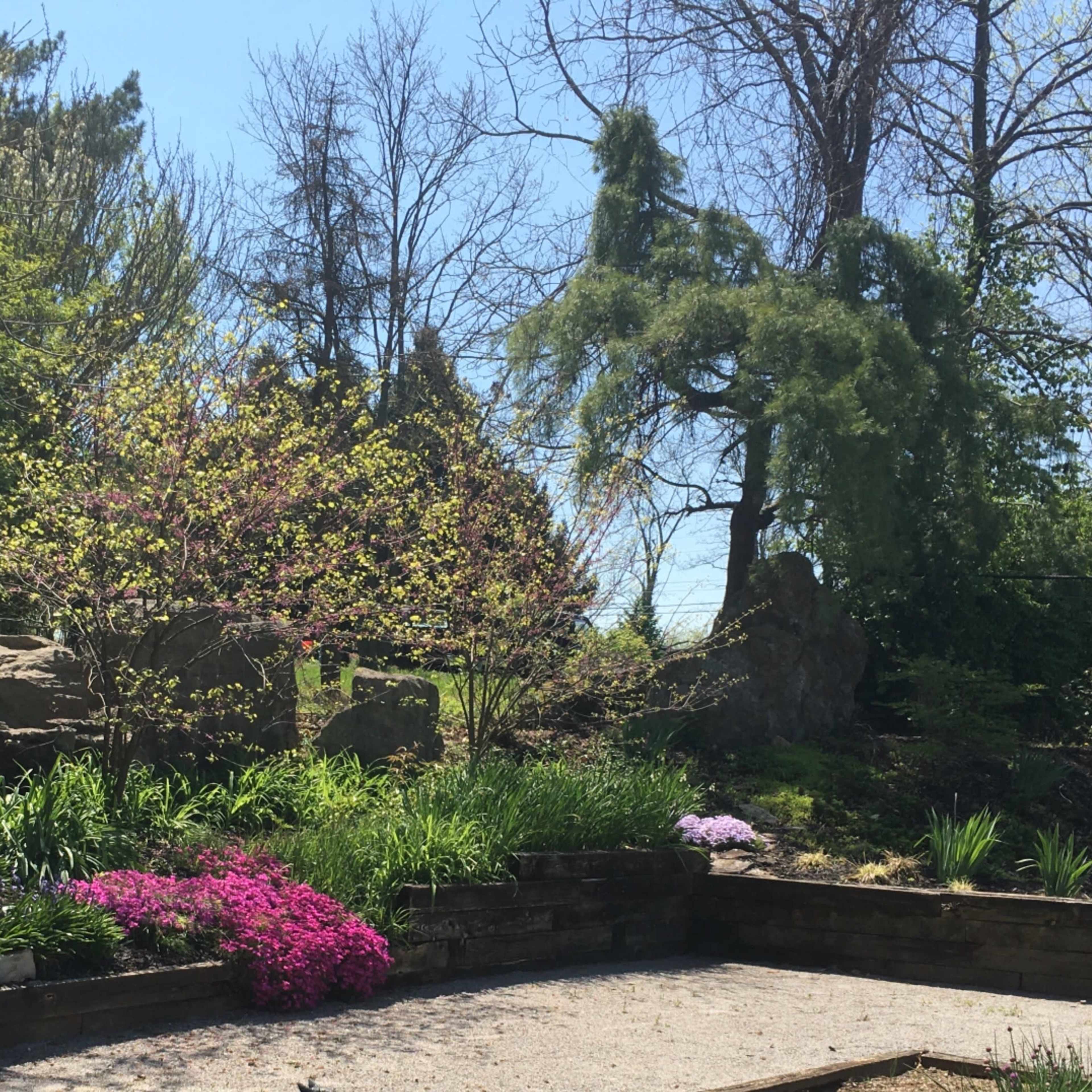 A landscaped garden featuring a variety of plants, rocks, and trees under clear blue skies.