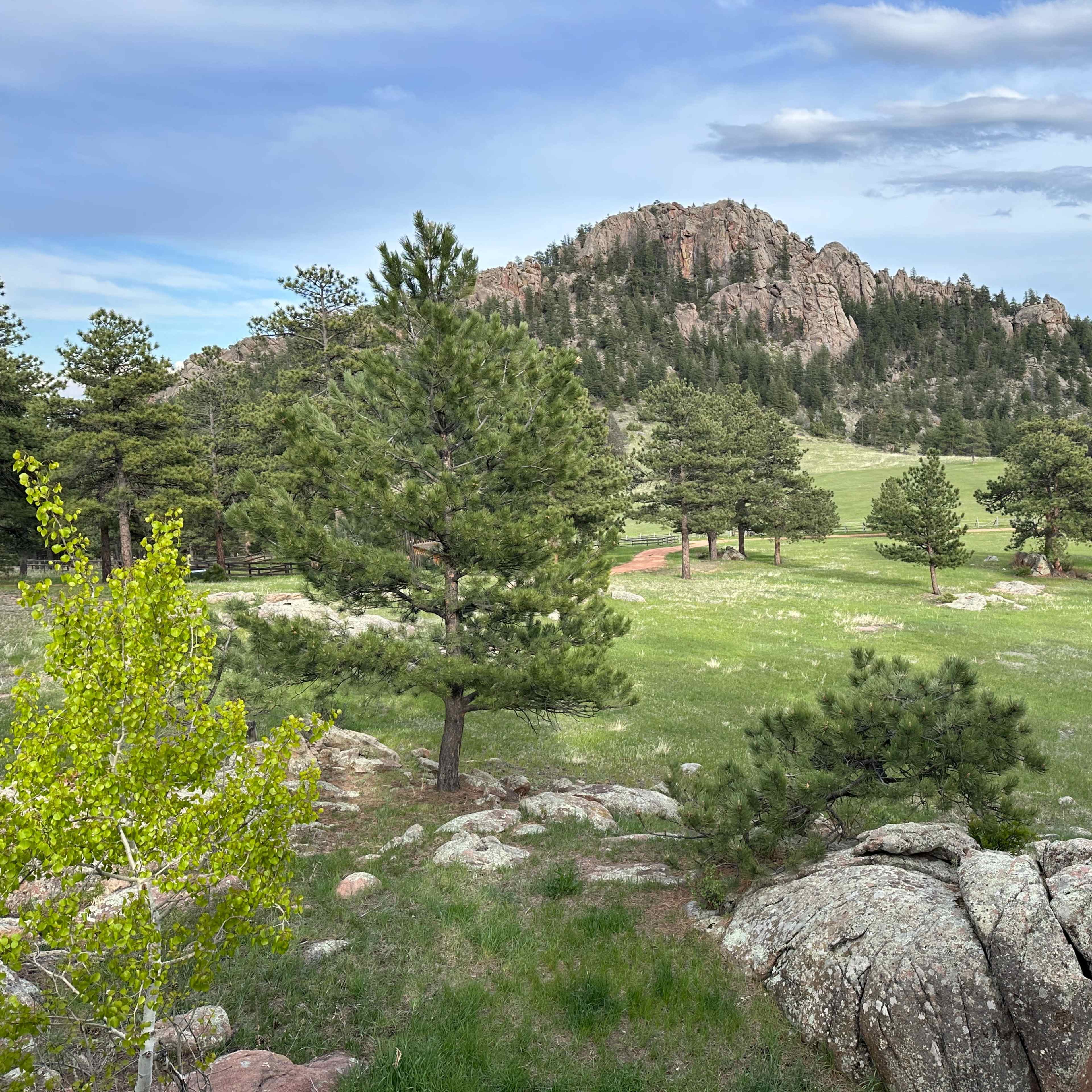 A vast grassy area with scattered pine trees and large rocky formations in the foreground, leading to a rugged hill in the background.
