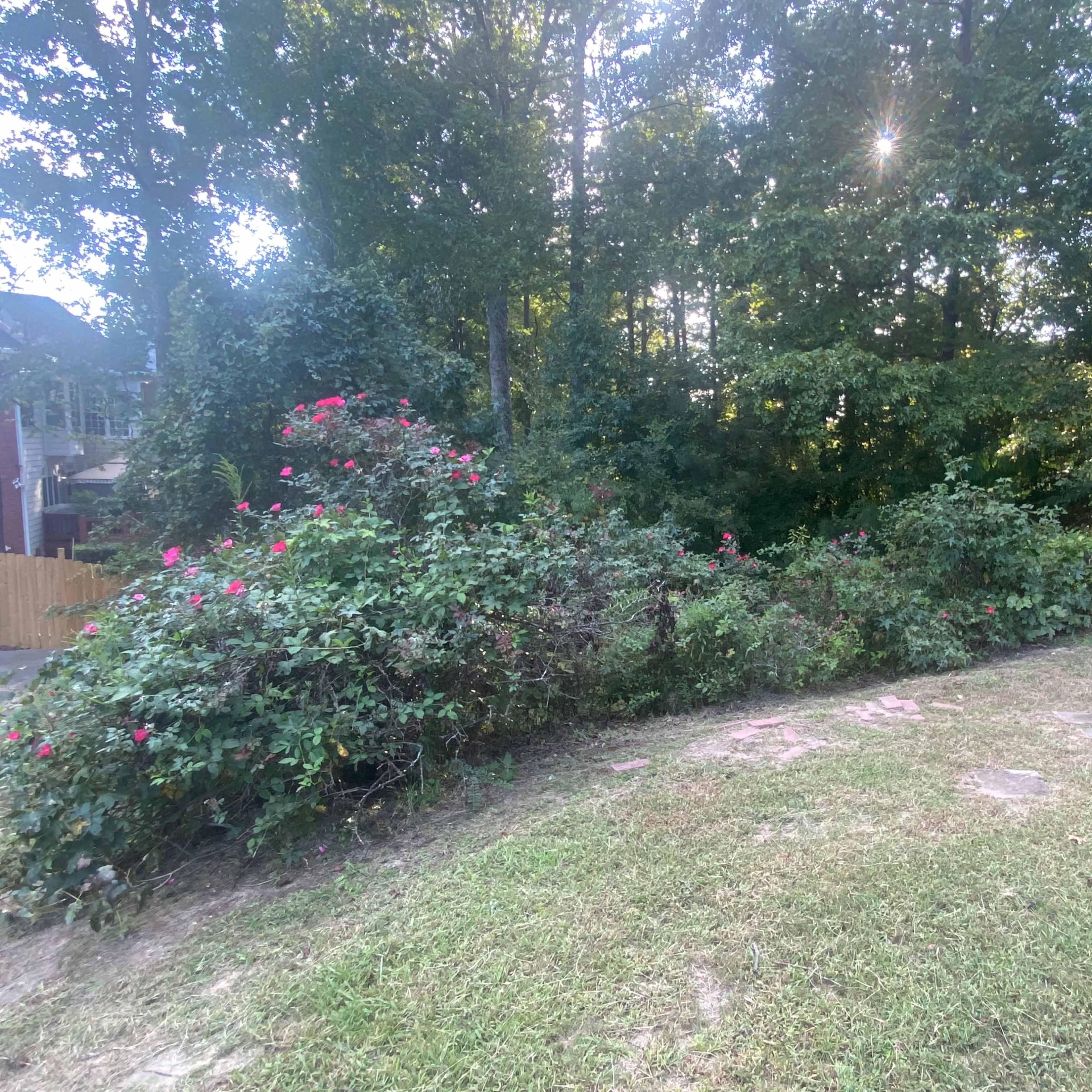 A patch of grass leads to a dense area of greenery with flowering bushes on the left side.