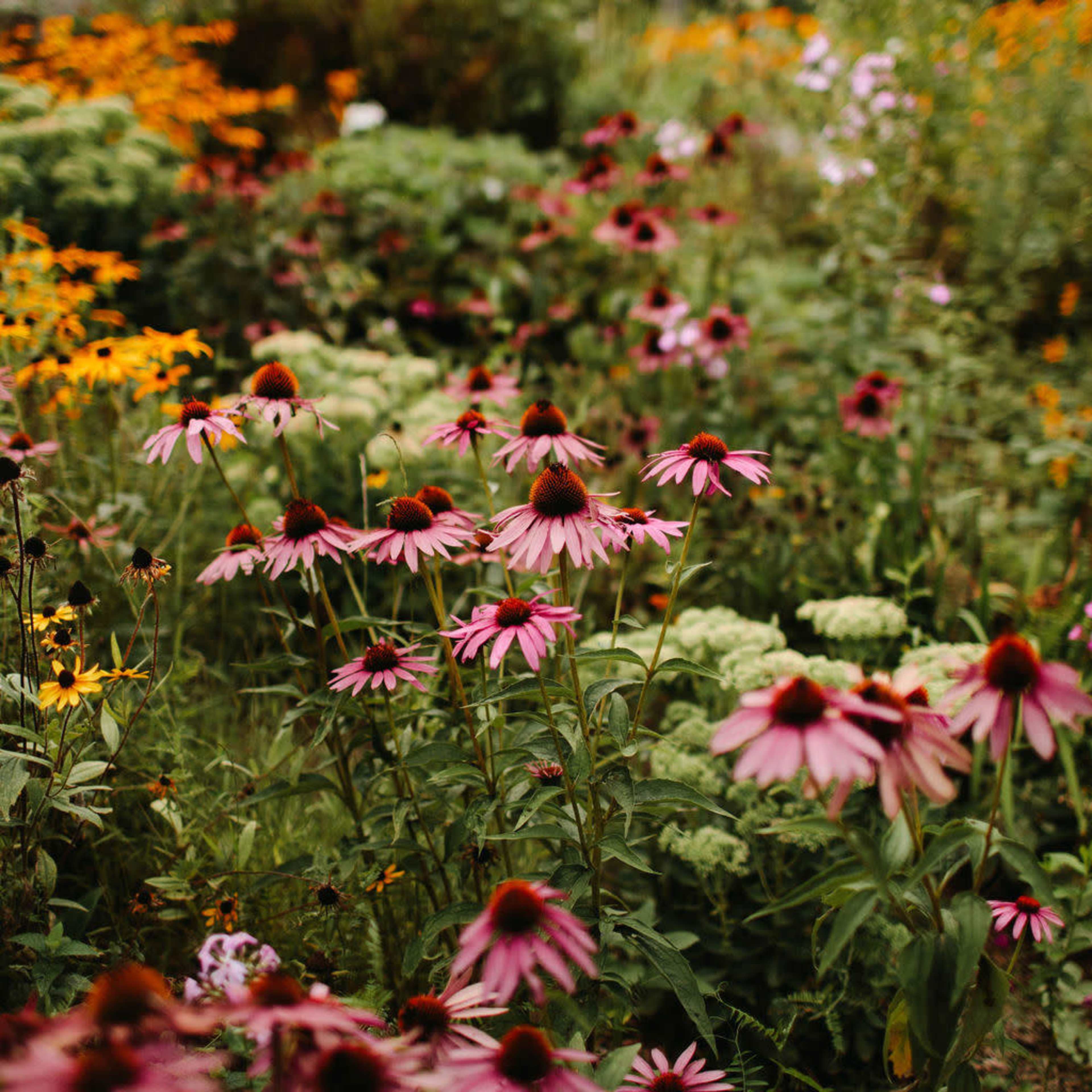 A variety of wildflowers, including pink coneflowers and yellow daisies, bloom in a lush garden setting.