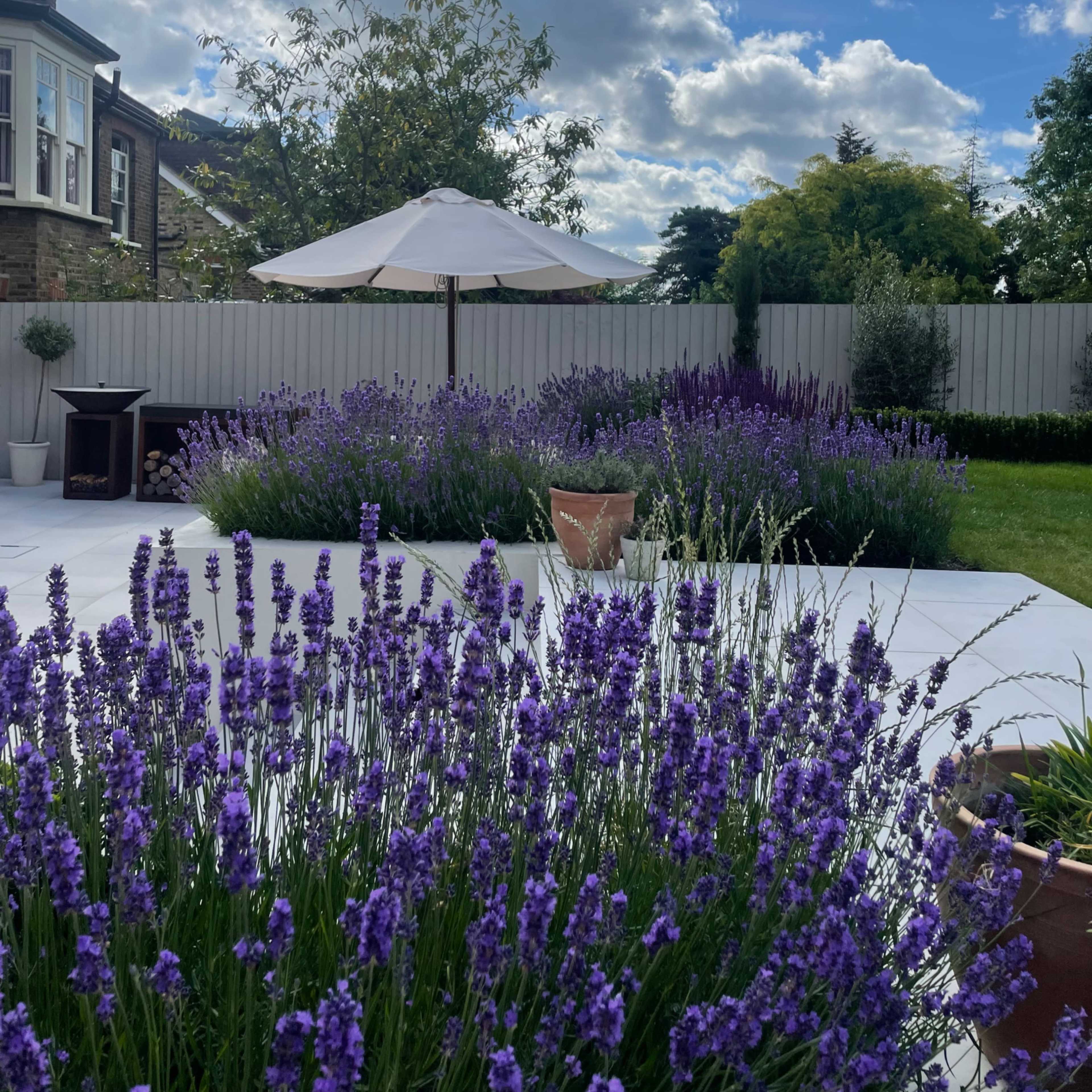 A garden scene featuring lush lavender plants surrounding a patio with a white umbrella against a backdrop of clouds and greenery.