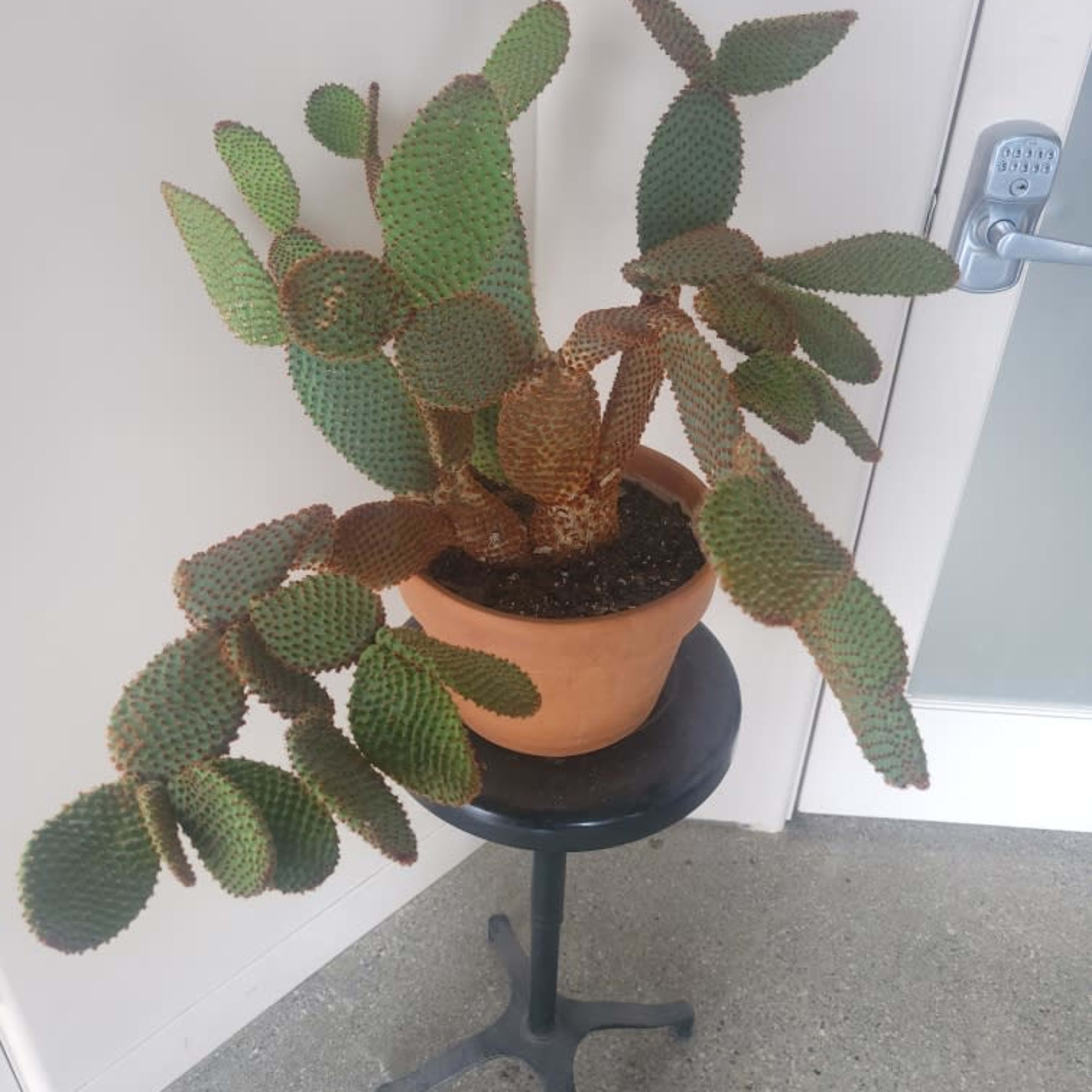 A large potted cactus with thick, flat green pads is situated on a black metal stand against a wall.