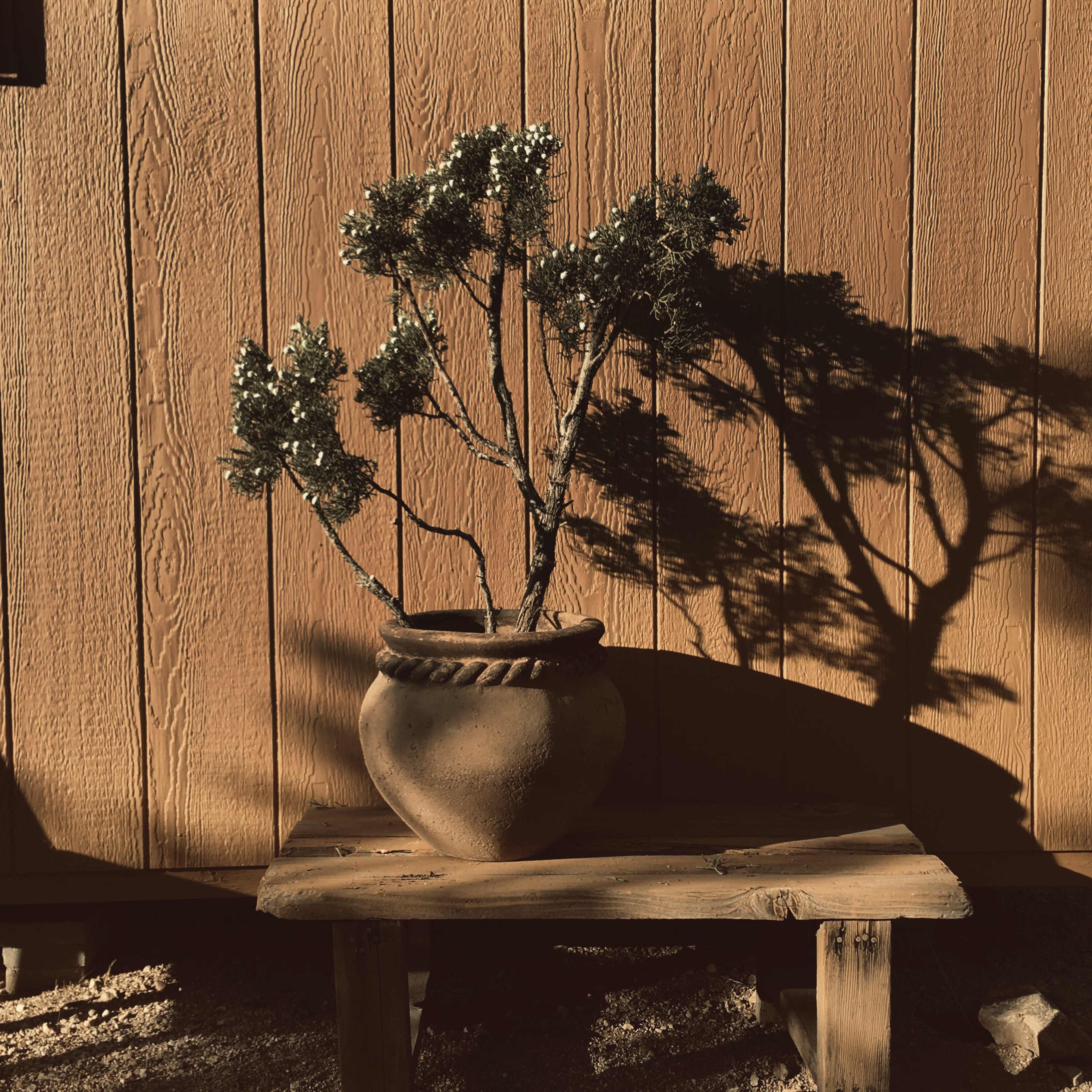 A potted plant is displayed on a wooden bench against a textured orange wall, casting a shadow in the sunlight.