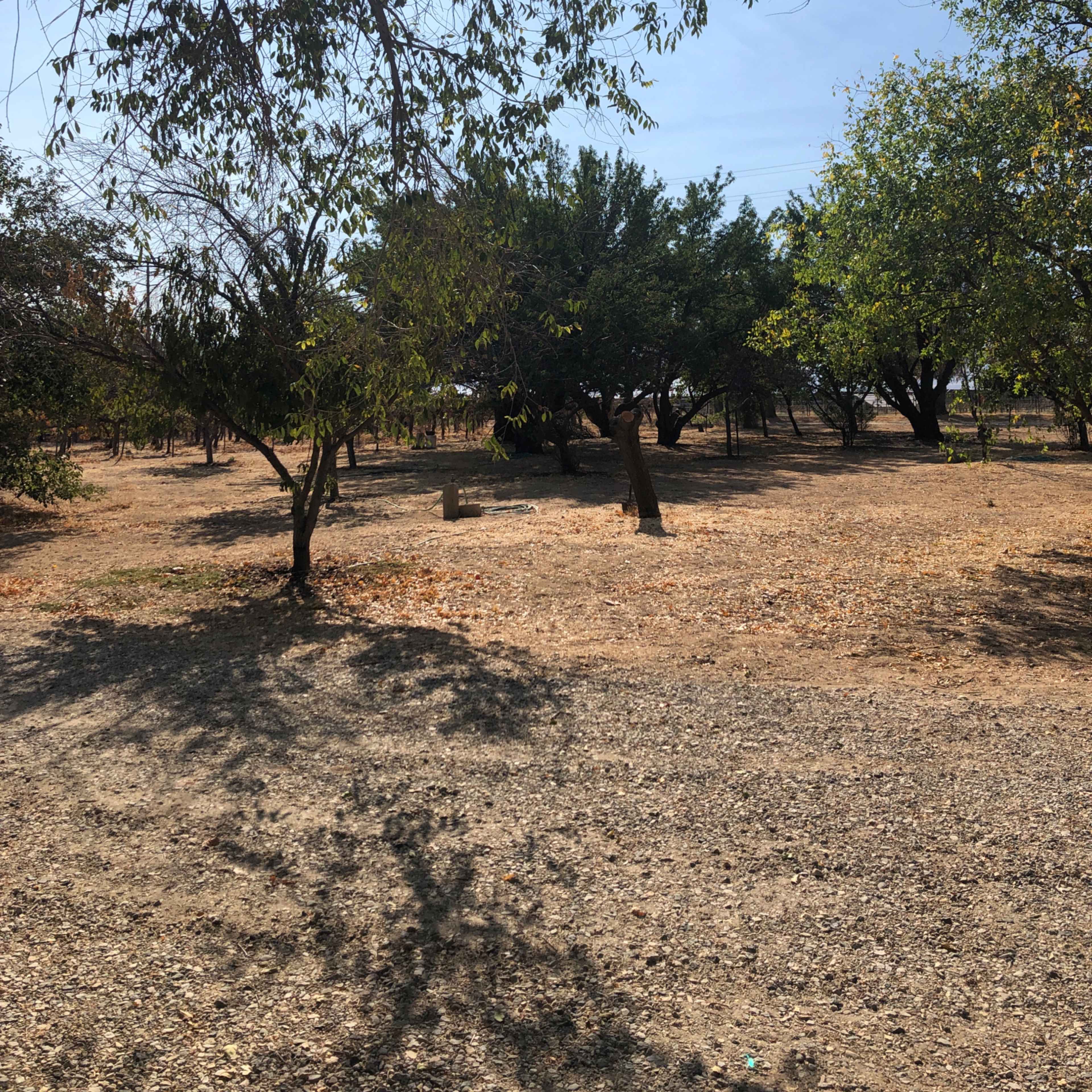 A dry, open area with scattered trees and a clear sky.