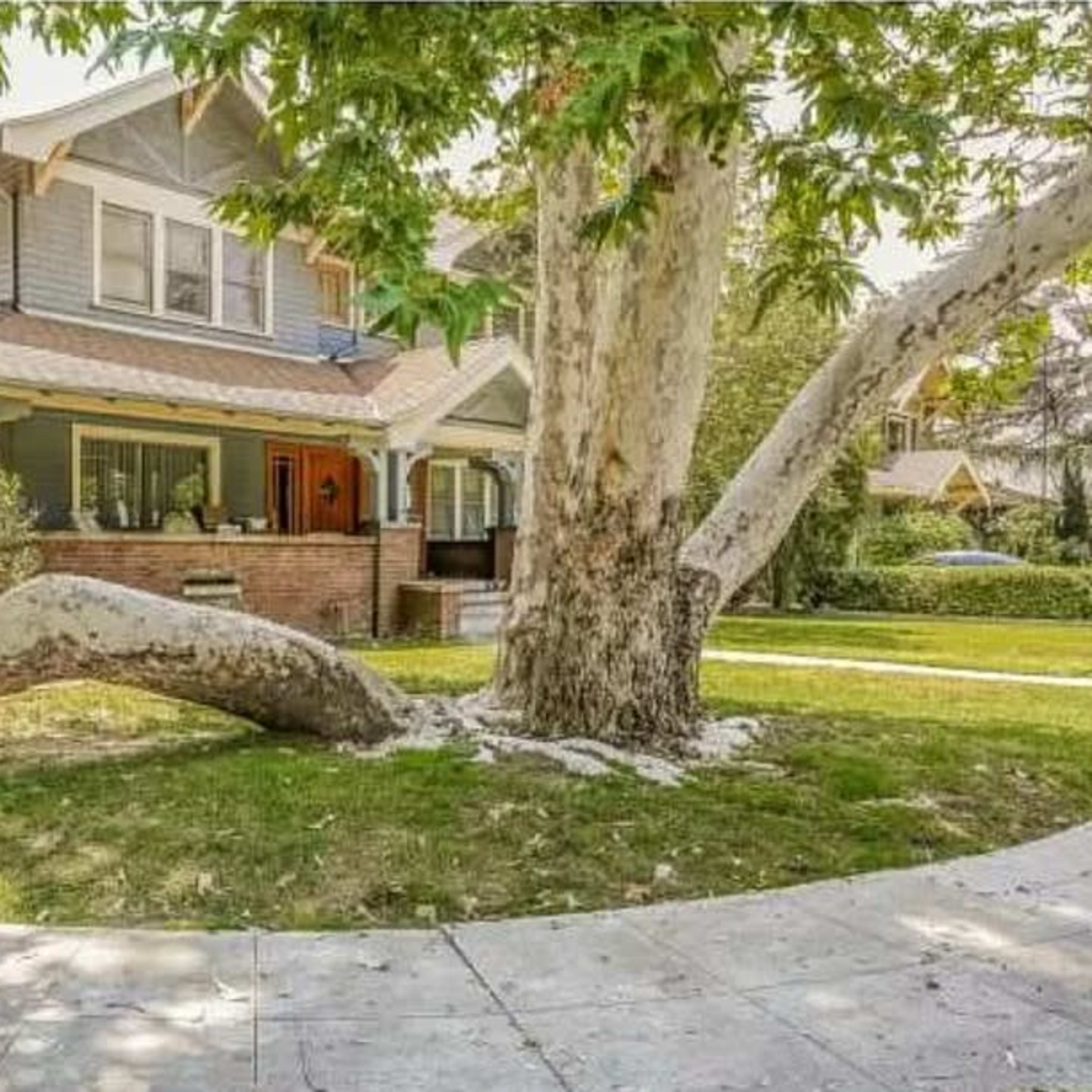 A large, sprawling tree with a white trunk sits in front of a two-story house with a sloped roof and a welcoming porch.