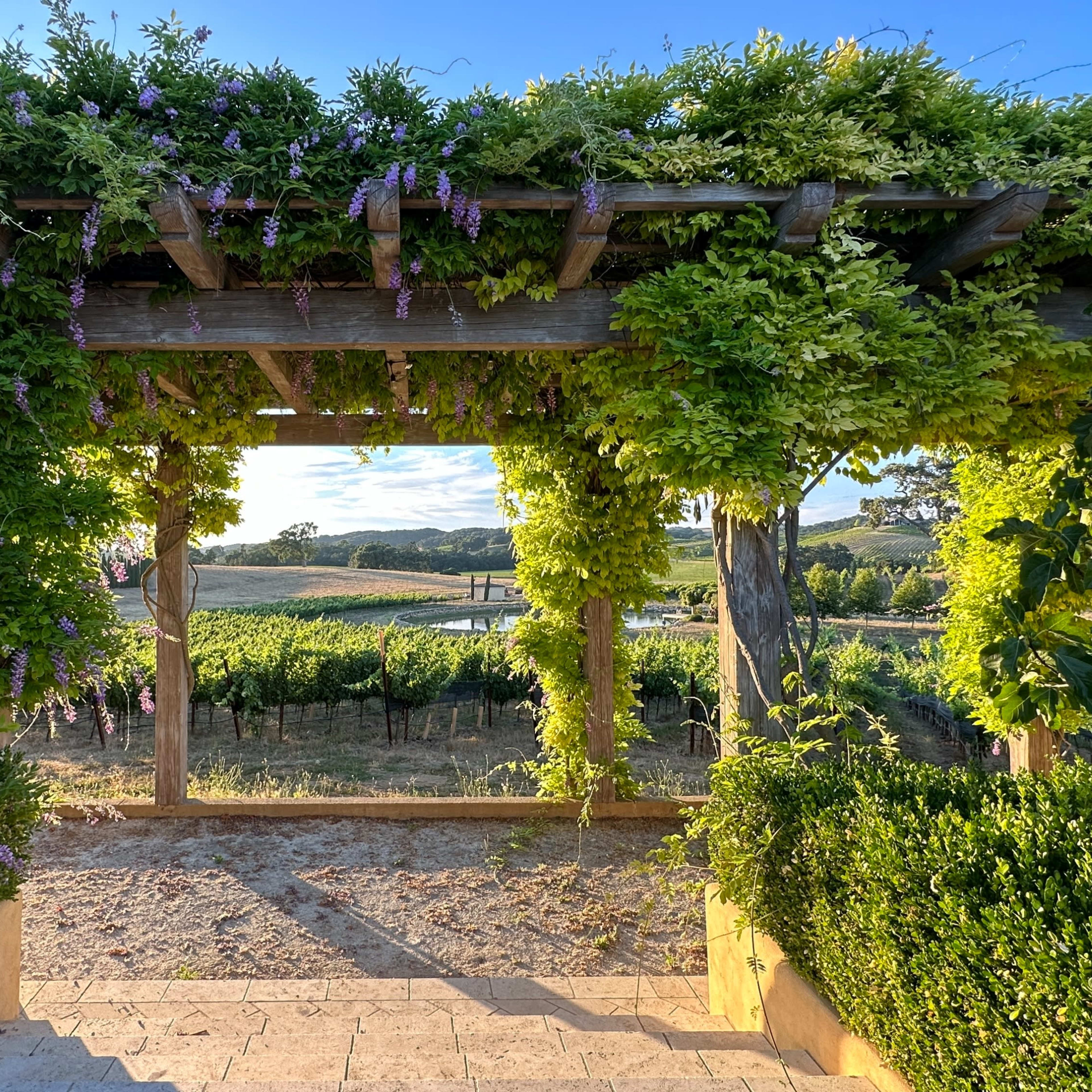 A wooden pergola covered in greenery frames a view of rolling vineyards under a clear sky.