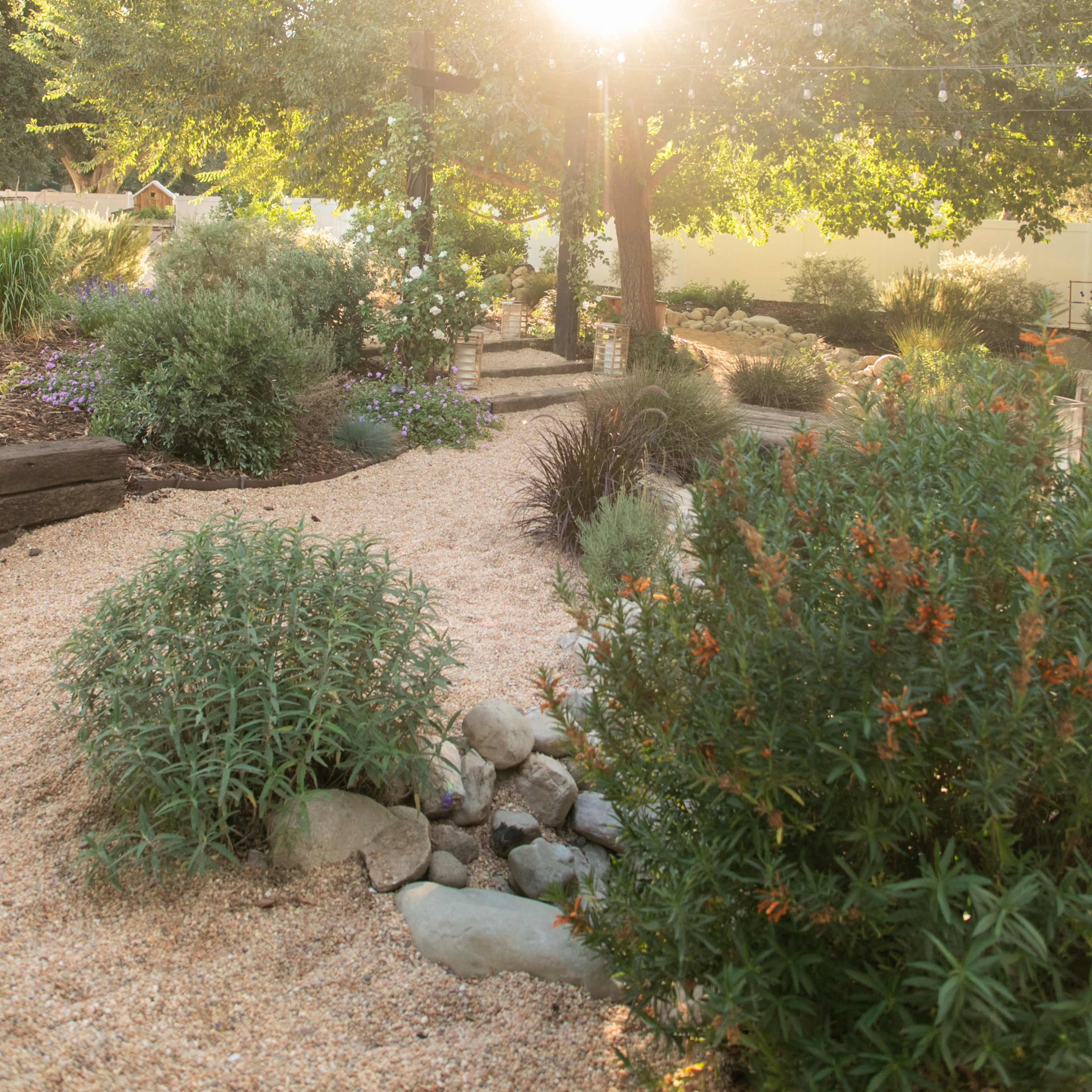 A landscaped garden with various plants and a path, illuminated by sunlight filtering through a tree.