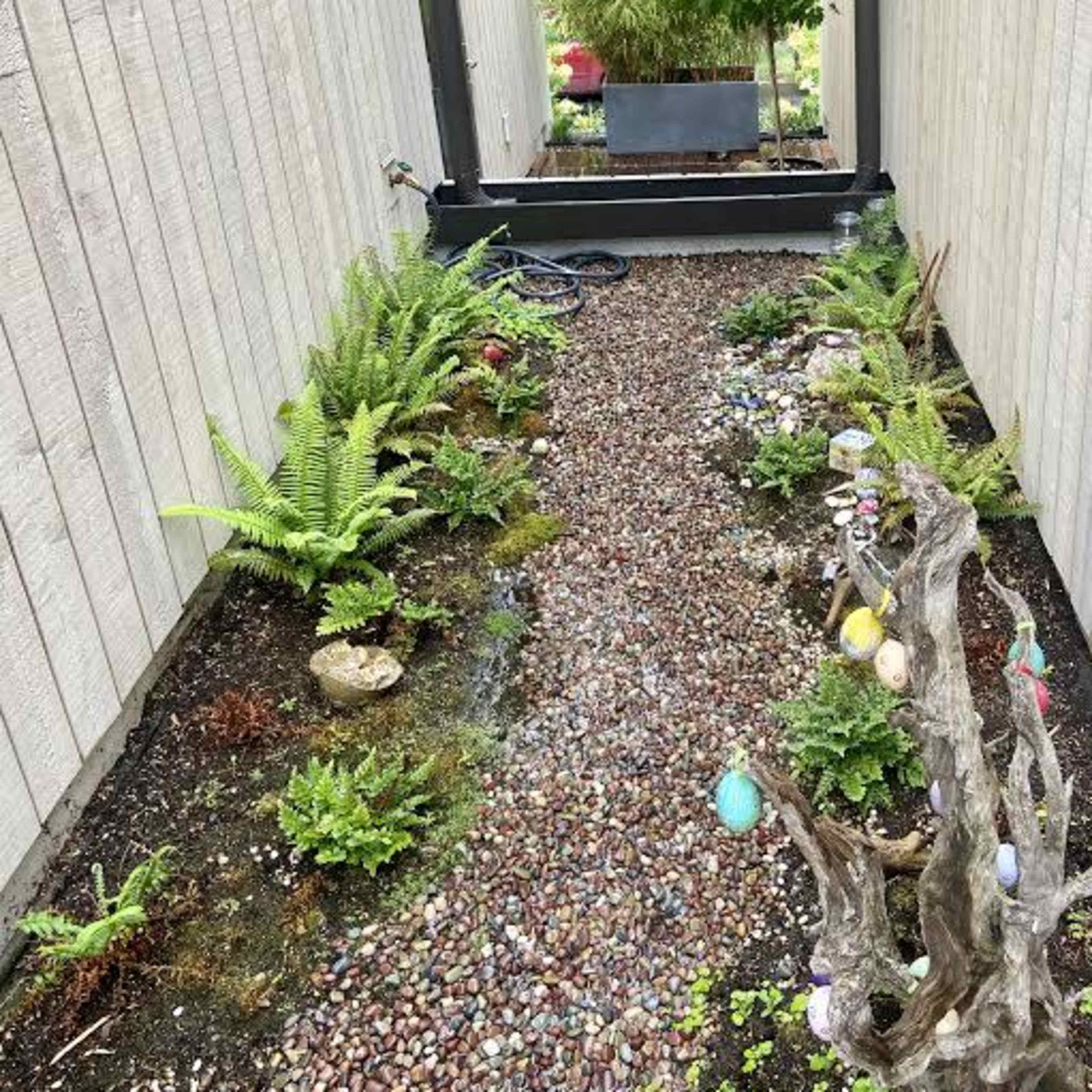 A narrow garden path lined with small stones and surrounded by ferns and decorative stones, leading to a green area at the back.