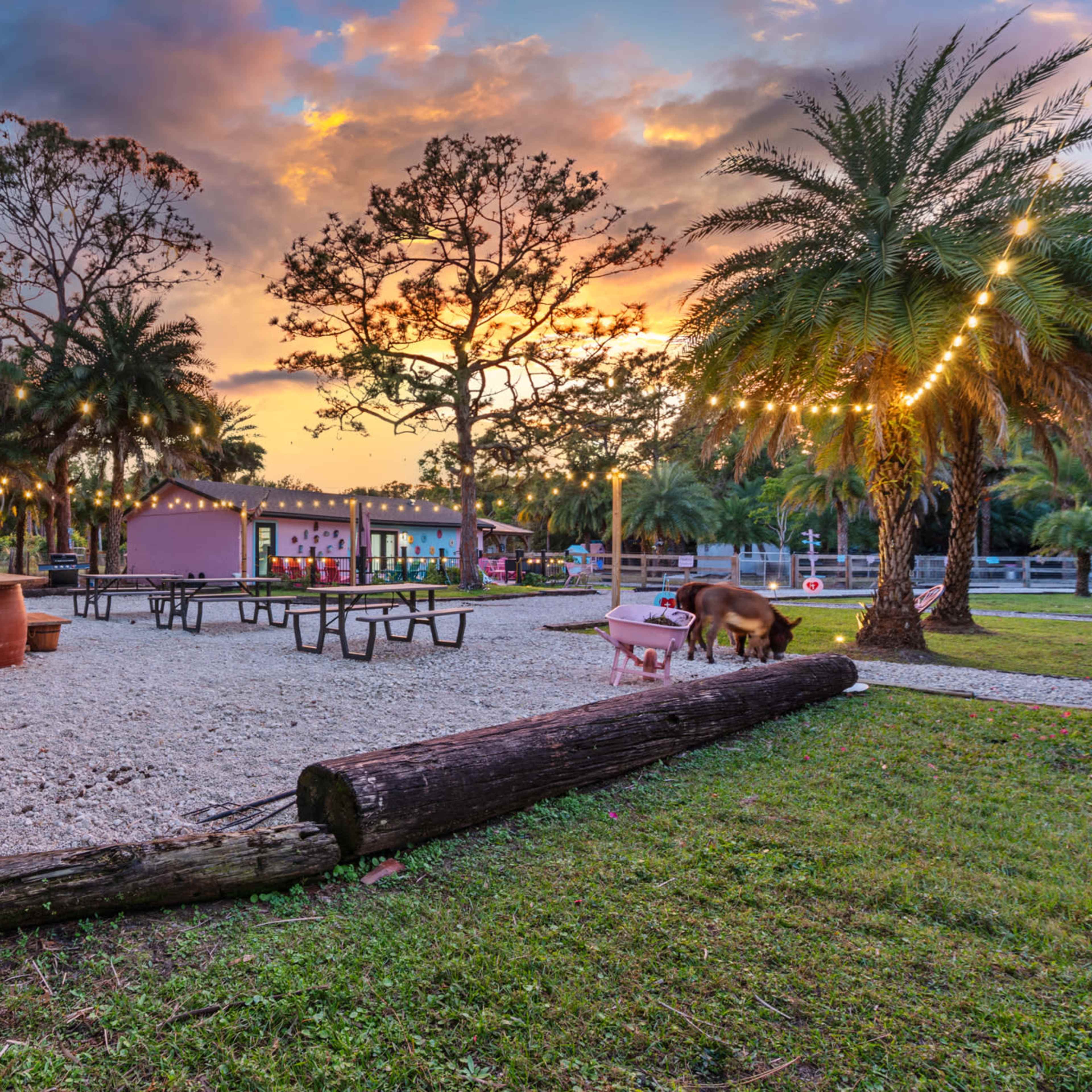 Palm Tree Farm with Alpacas and Llamas highlighted by a 100 year Banyon Tree Image in Palm Beach Gardens, Palm Beach Gardens, FL