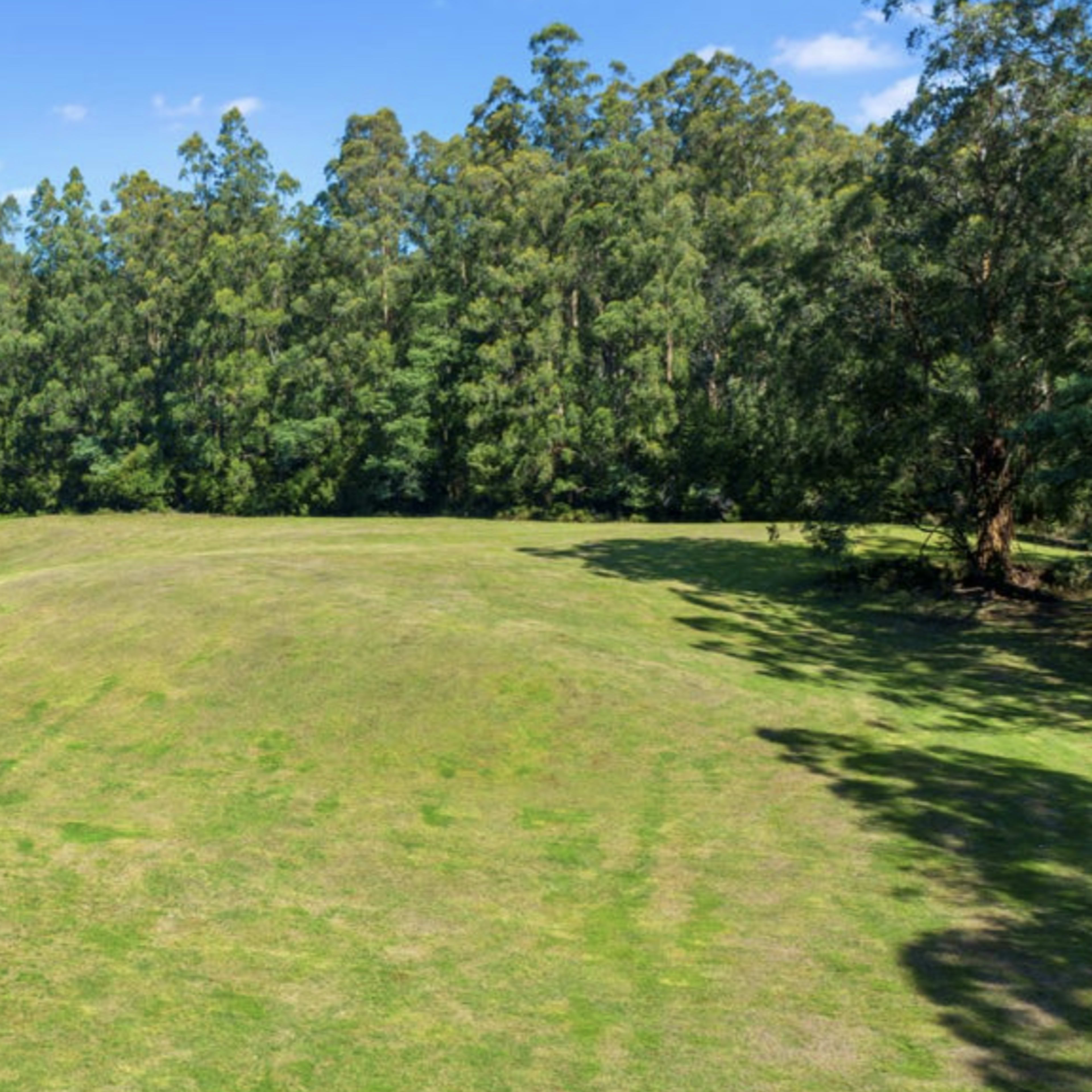 A grassy field is bordered by a dense line of trees under a clear blue sky.