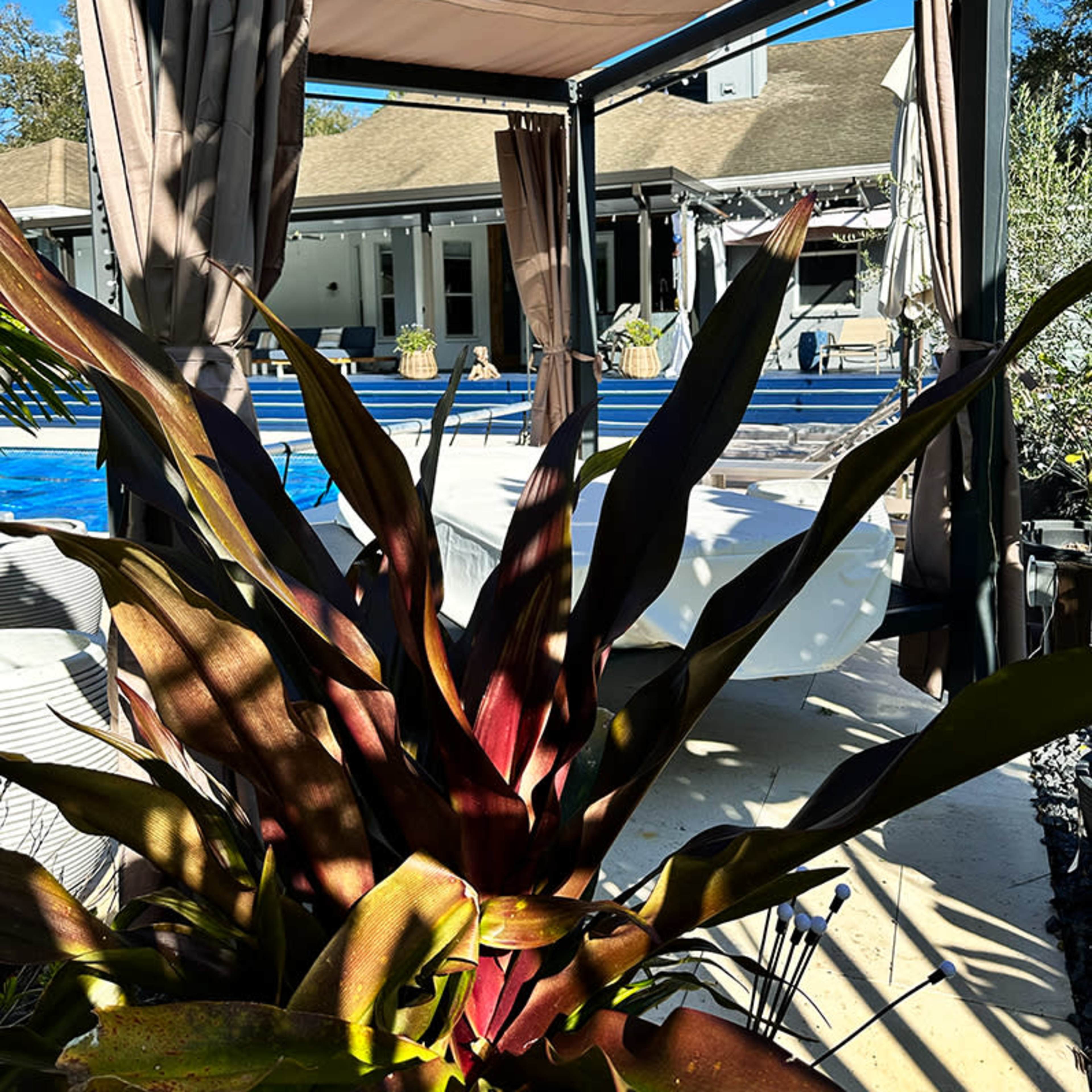 A shaded cabana surrounds a vibrant plant, with a pool and house visible in the background on a sunny day.
