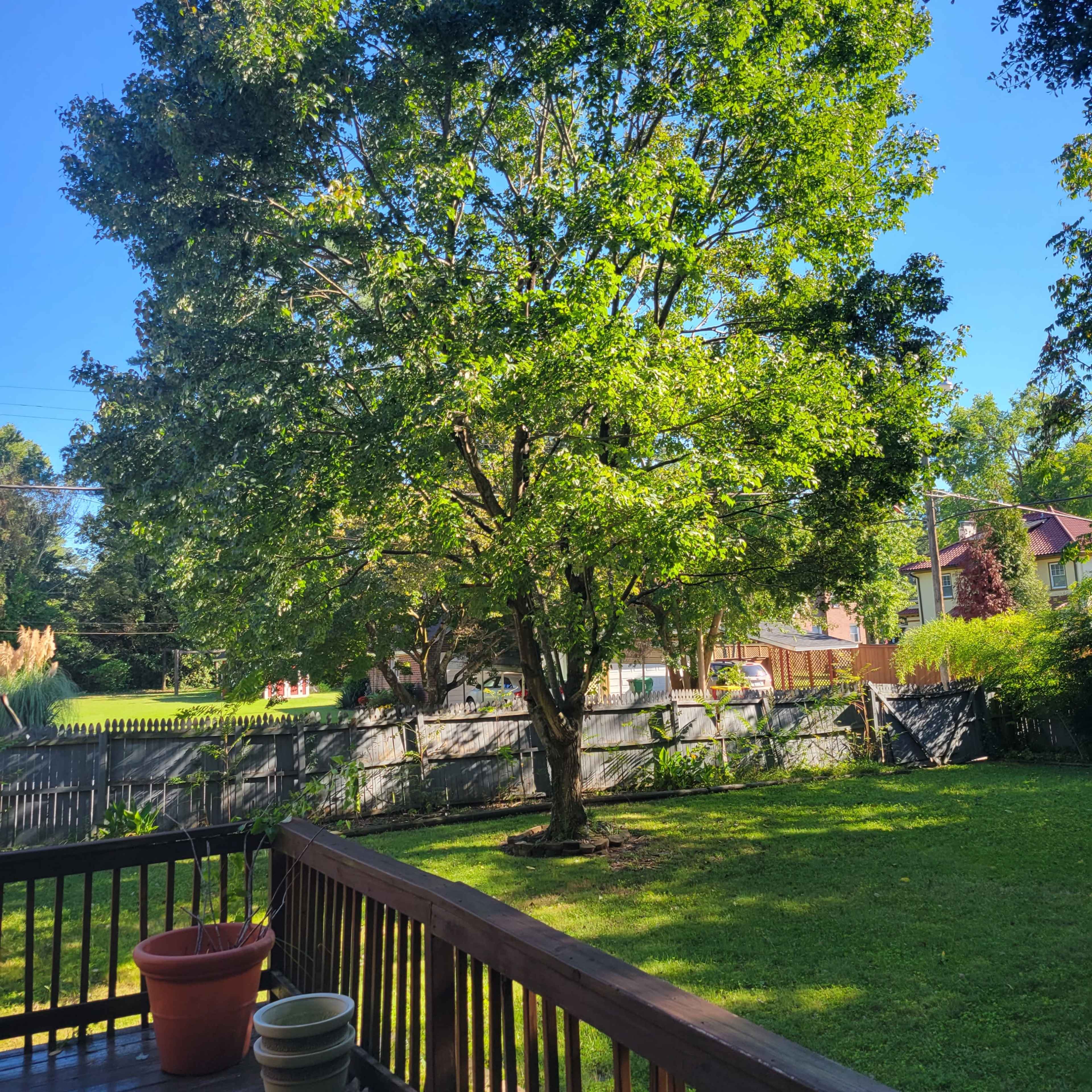A large green tree stands in a backyard, surrounded by a grassy area and a wooden deck.