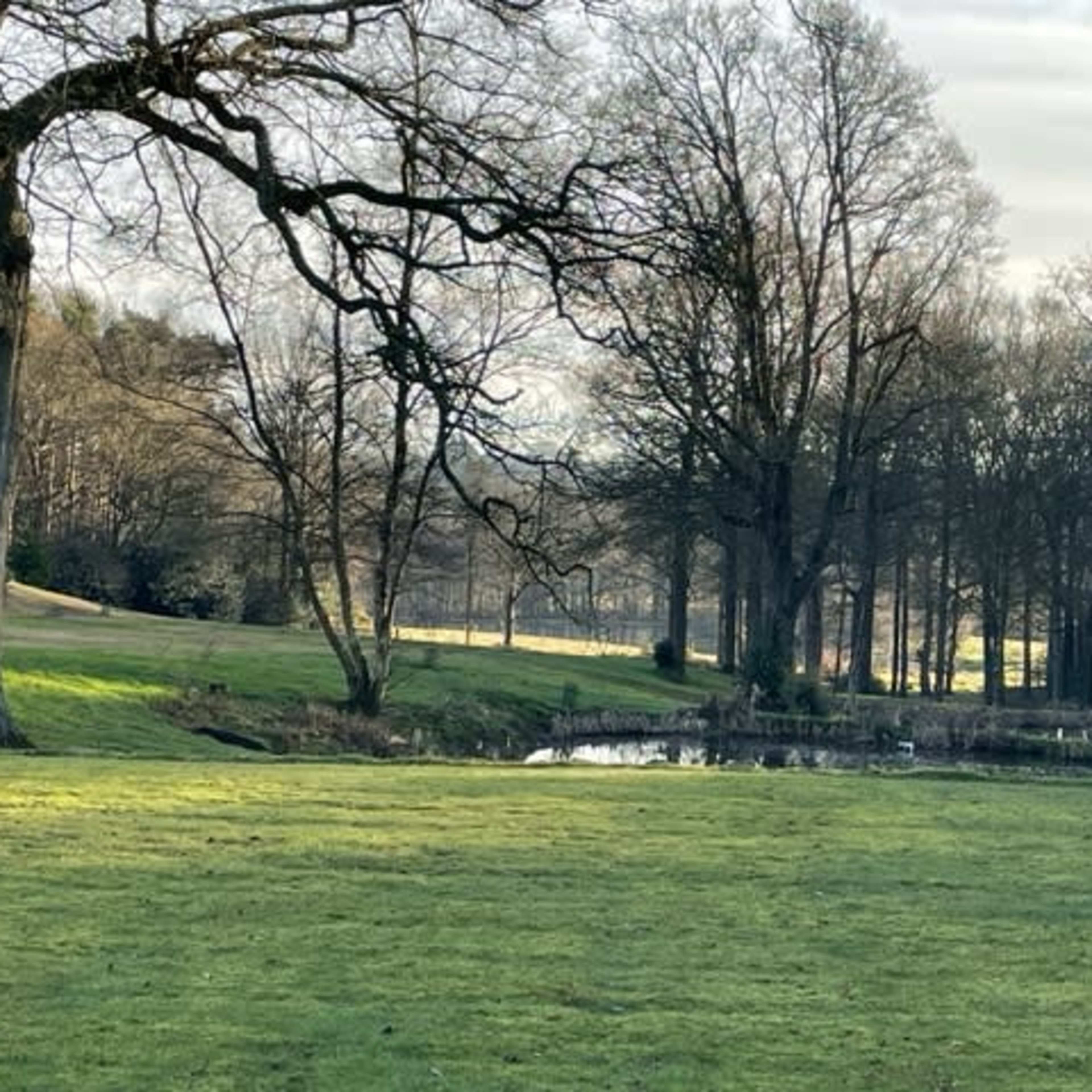 A grassy area with a pond surrounded by bare trees on a cloudy day.